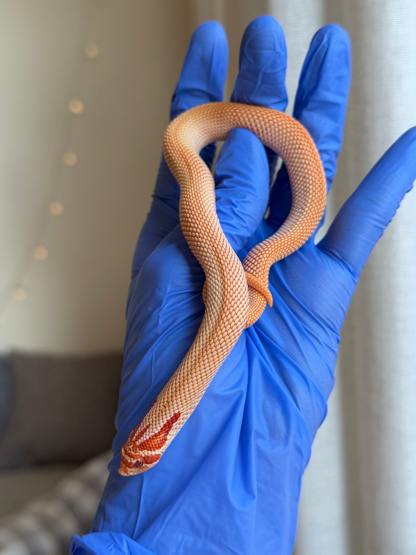 2025 極端紅白化超級康達 ♂ (H25381)