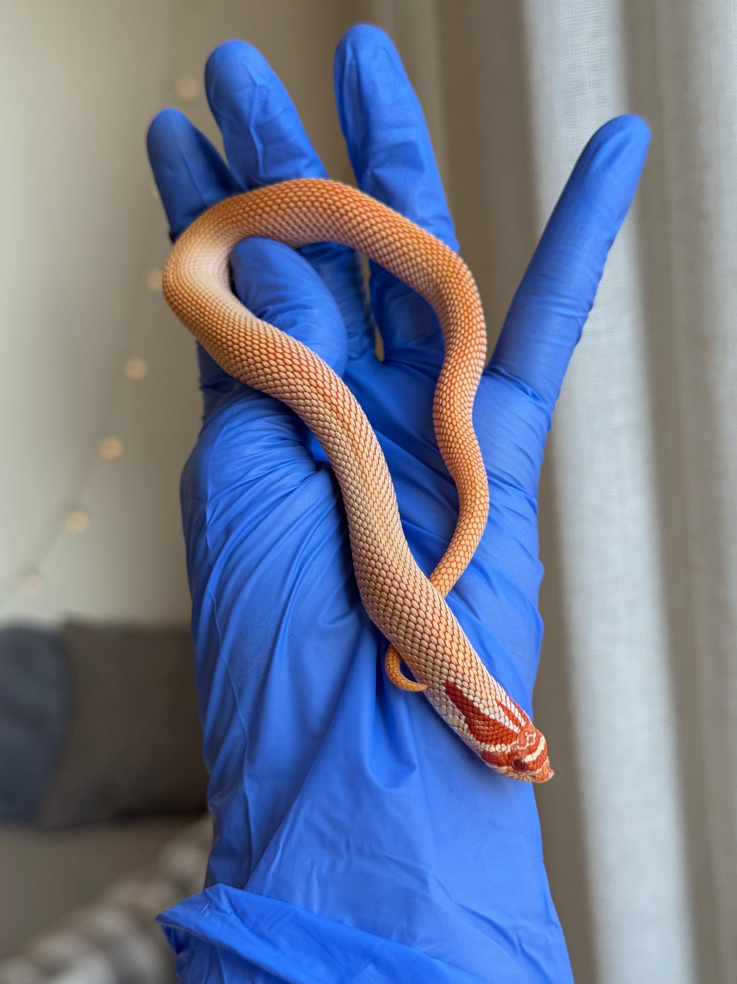 2025 極端紅白化超級康達 ♂ (H25381)