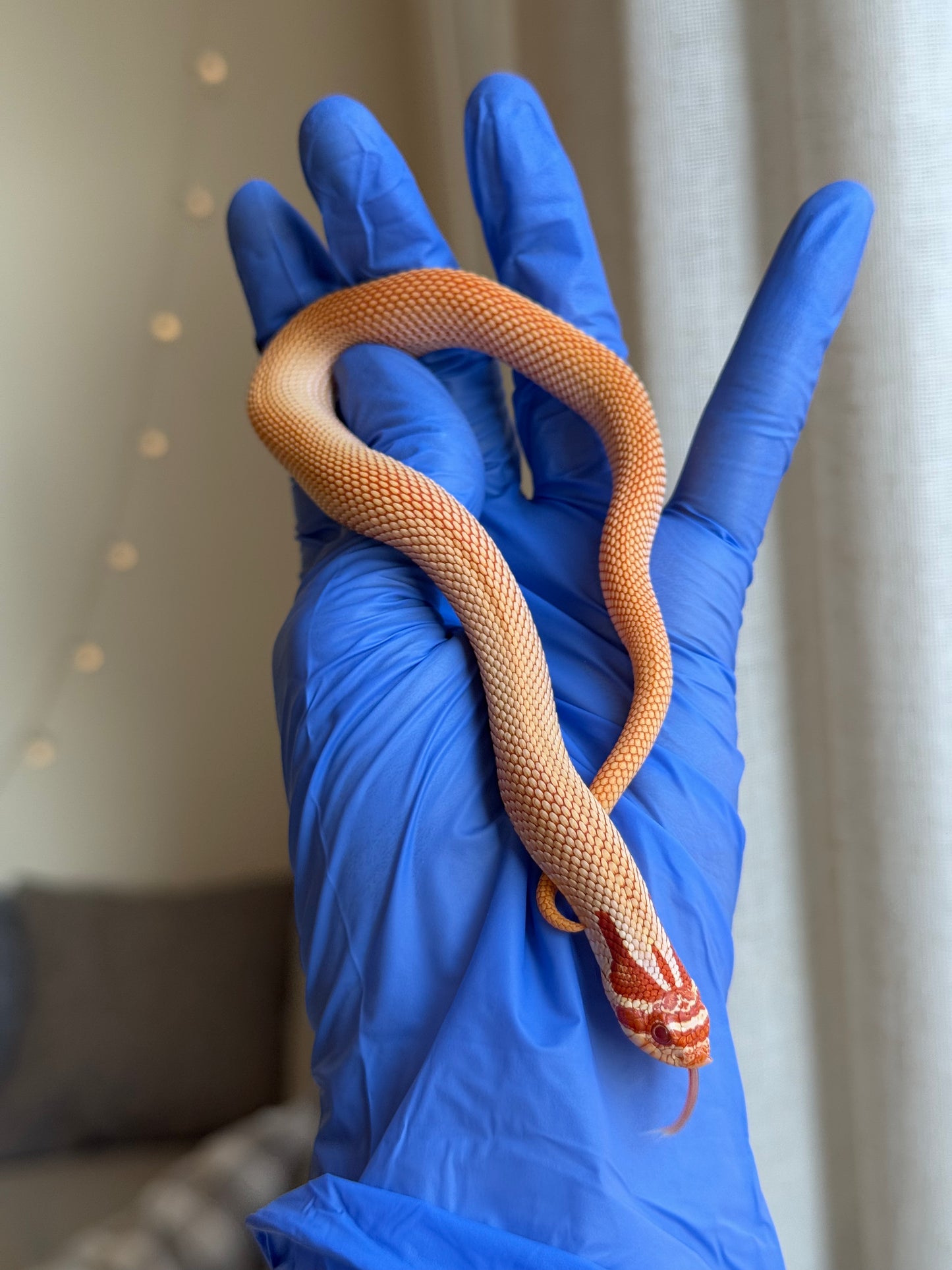 2025 極端紅白化超級康達 ♂ (H25381)