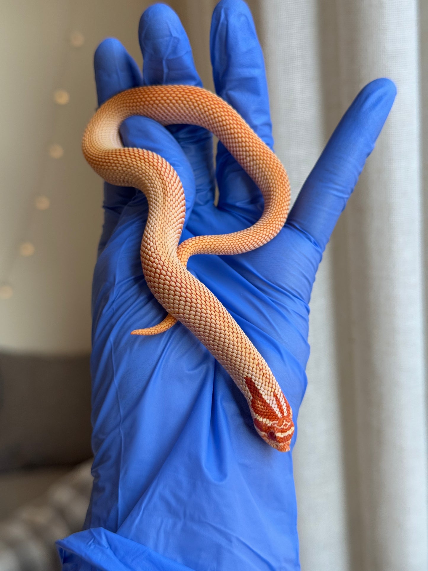 2025 極端紅白化超級康達 ♂ (H25381)