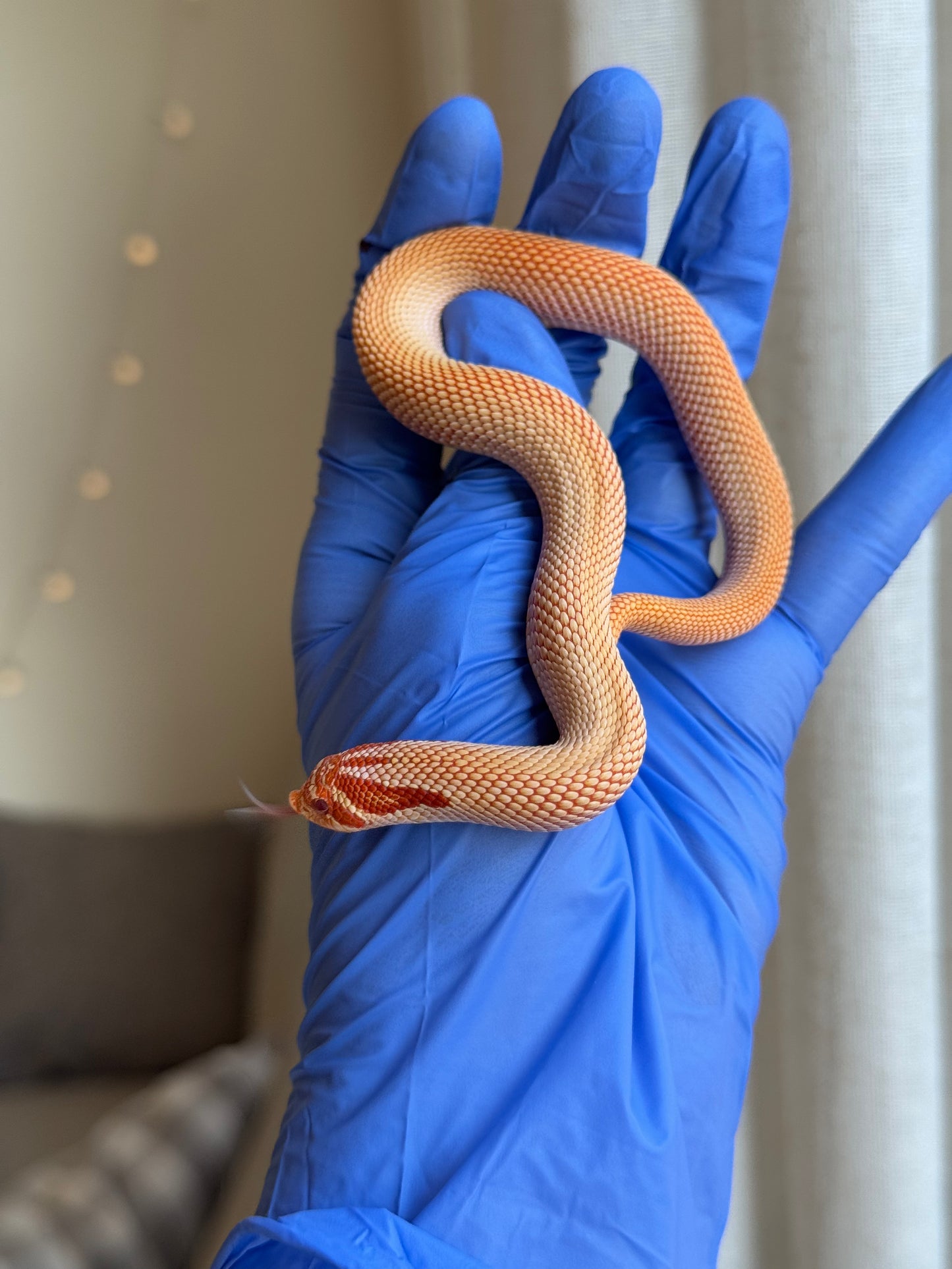 2025 極端紅白化超級康達 ♂ (H25381)