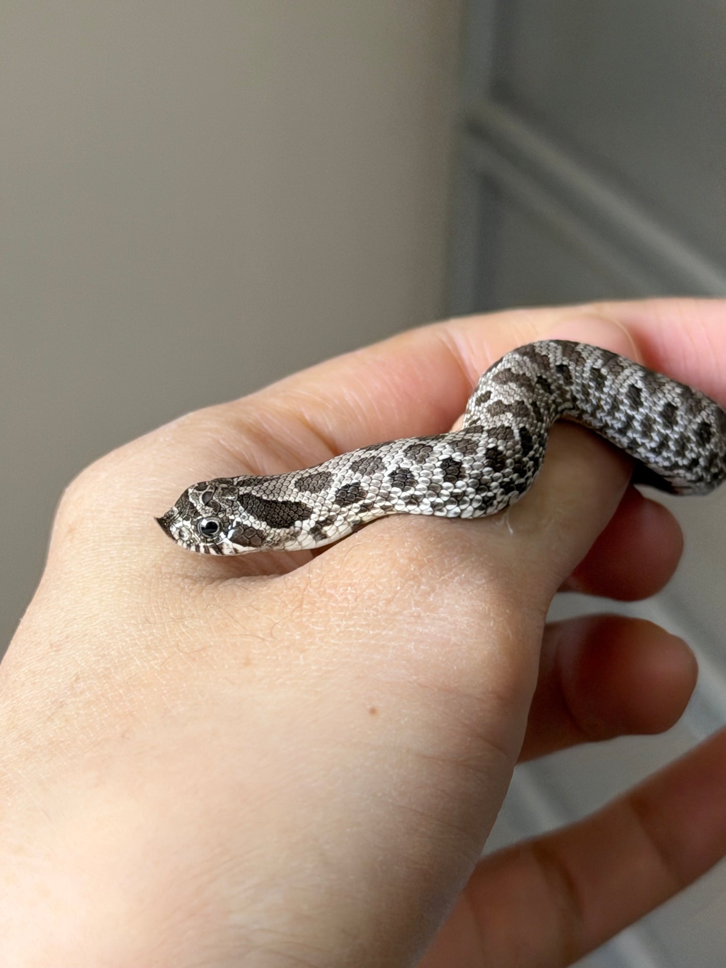 2025 缺黃Het幽靈 ♂ (H25499)