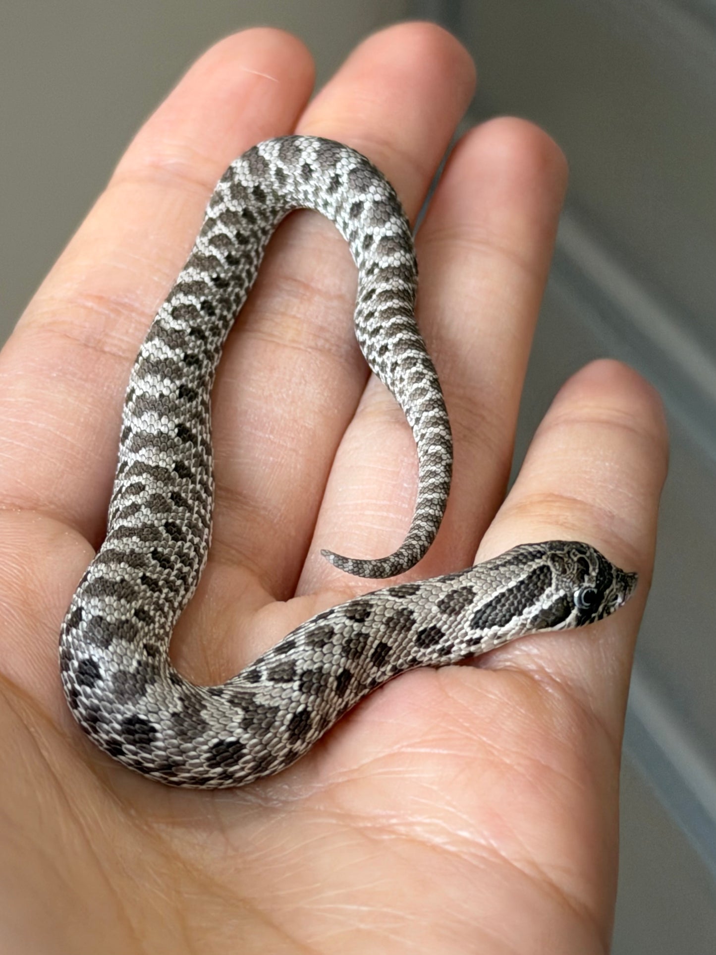 2025 缺黃Het幽靈 ♂ (H25499)