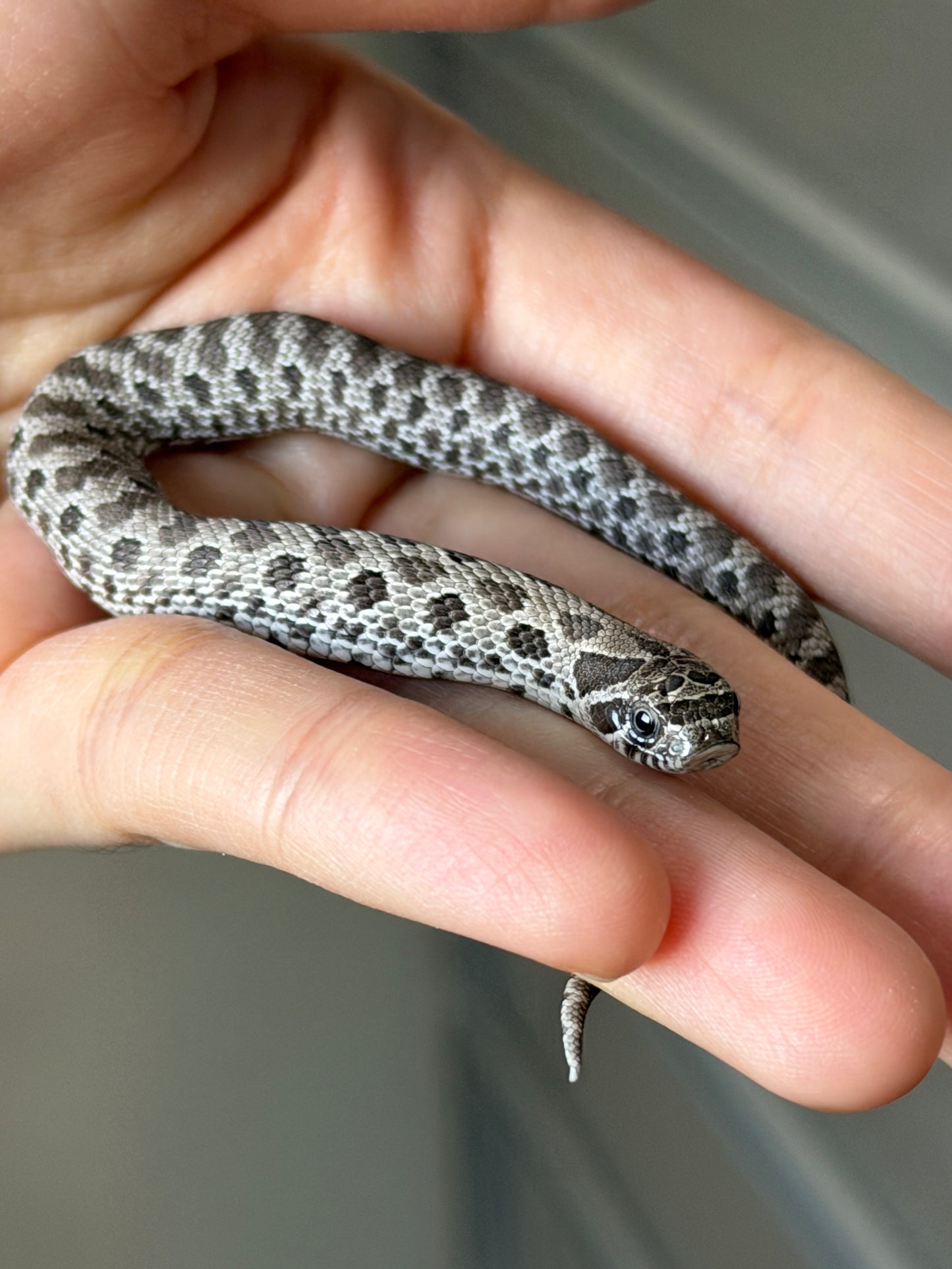 2025 缺黃Het幽靈 ♂ (H25499)