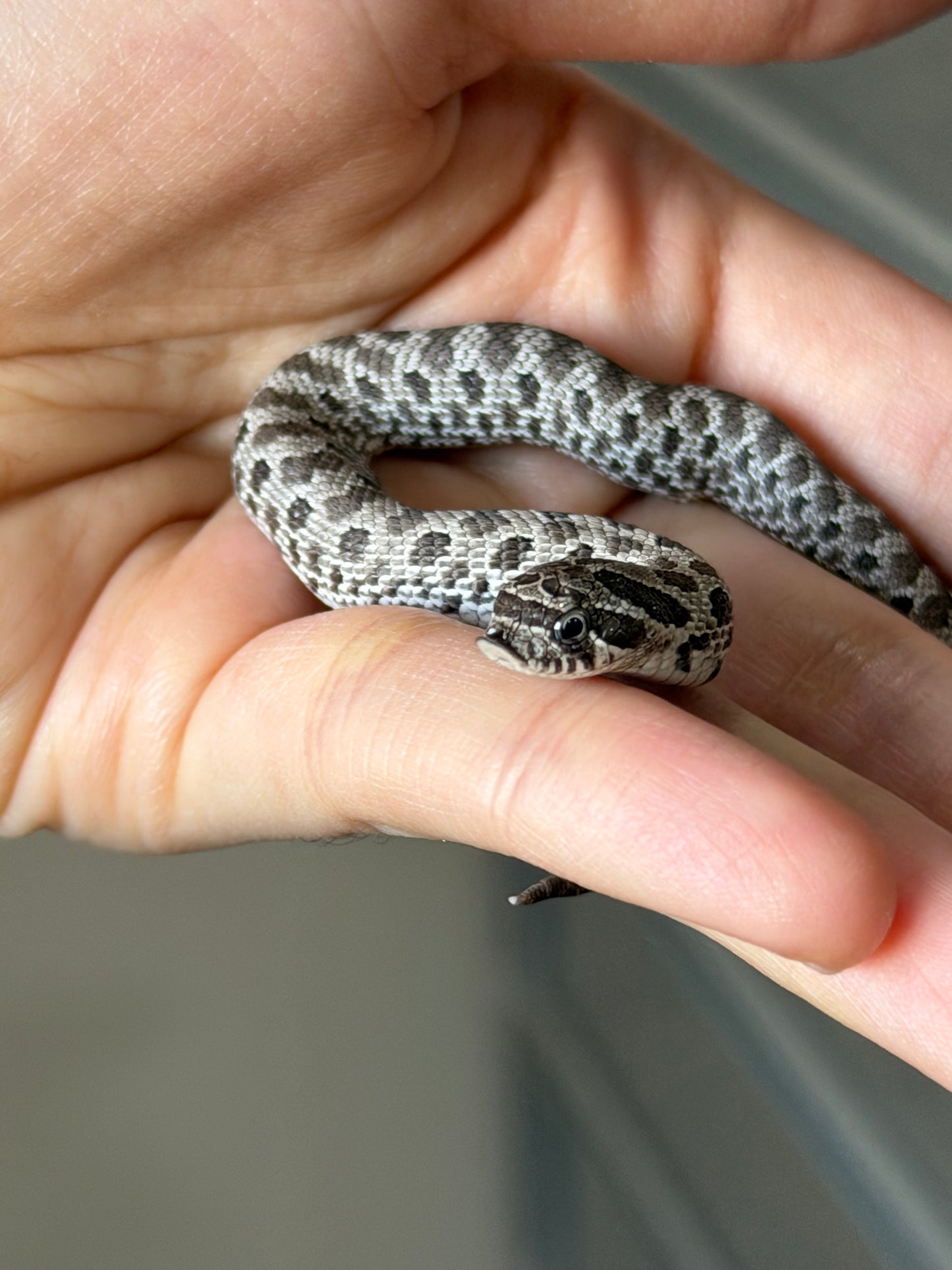 2025 缺黃Het幽靈 ♂ (H25499)