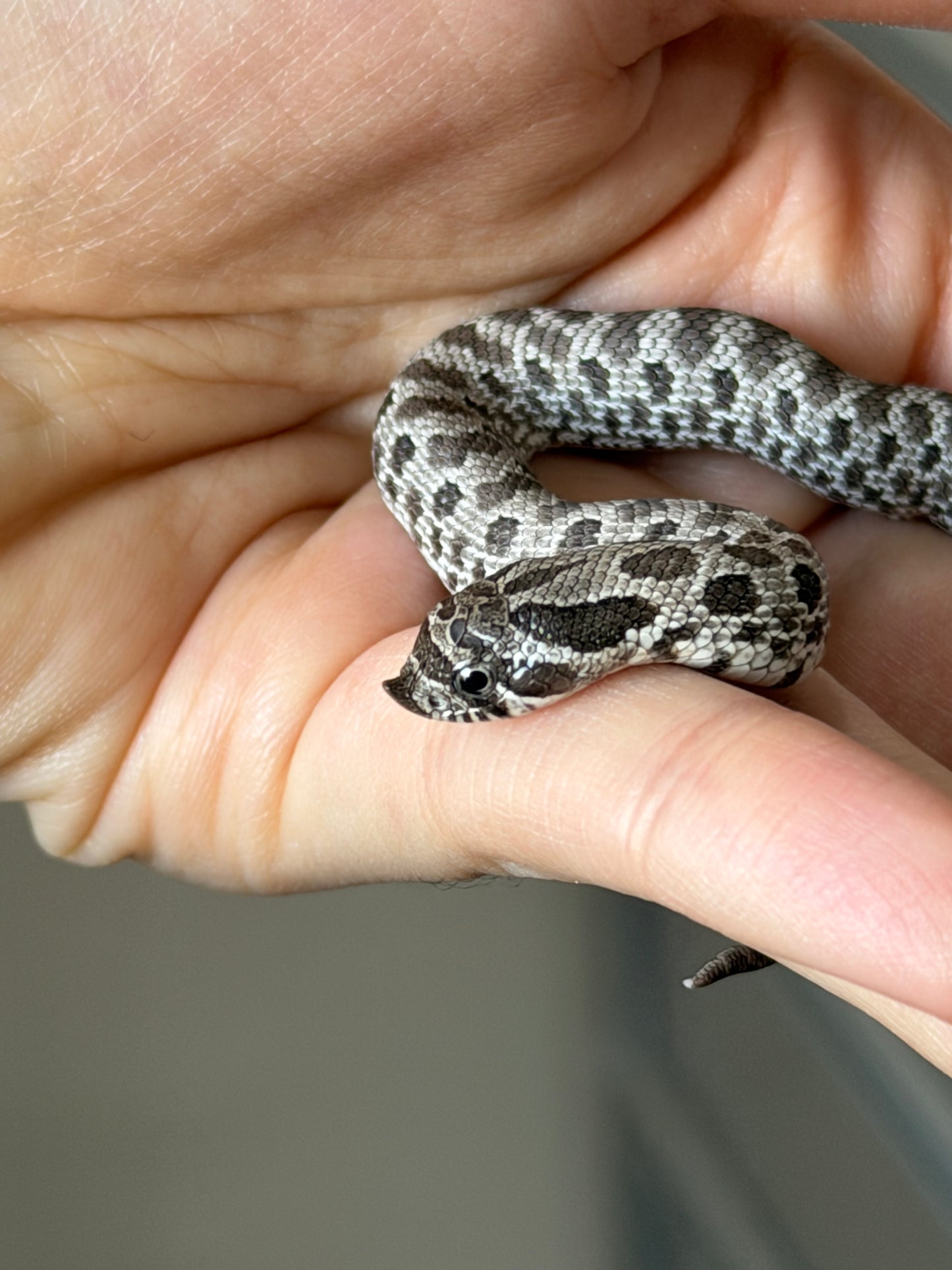 2025 缺黃Het幽靈 ♂ (H25499)