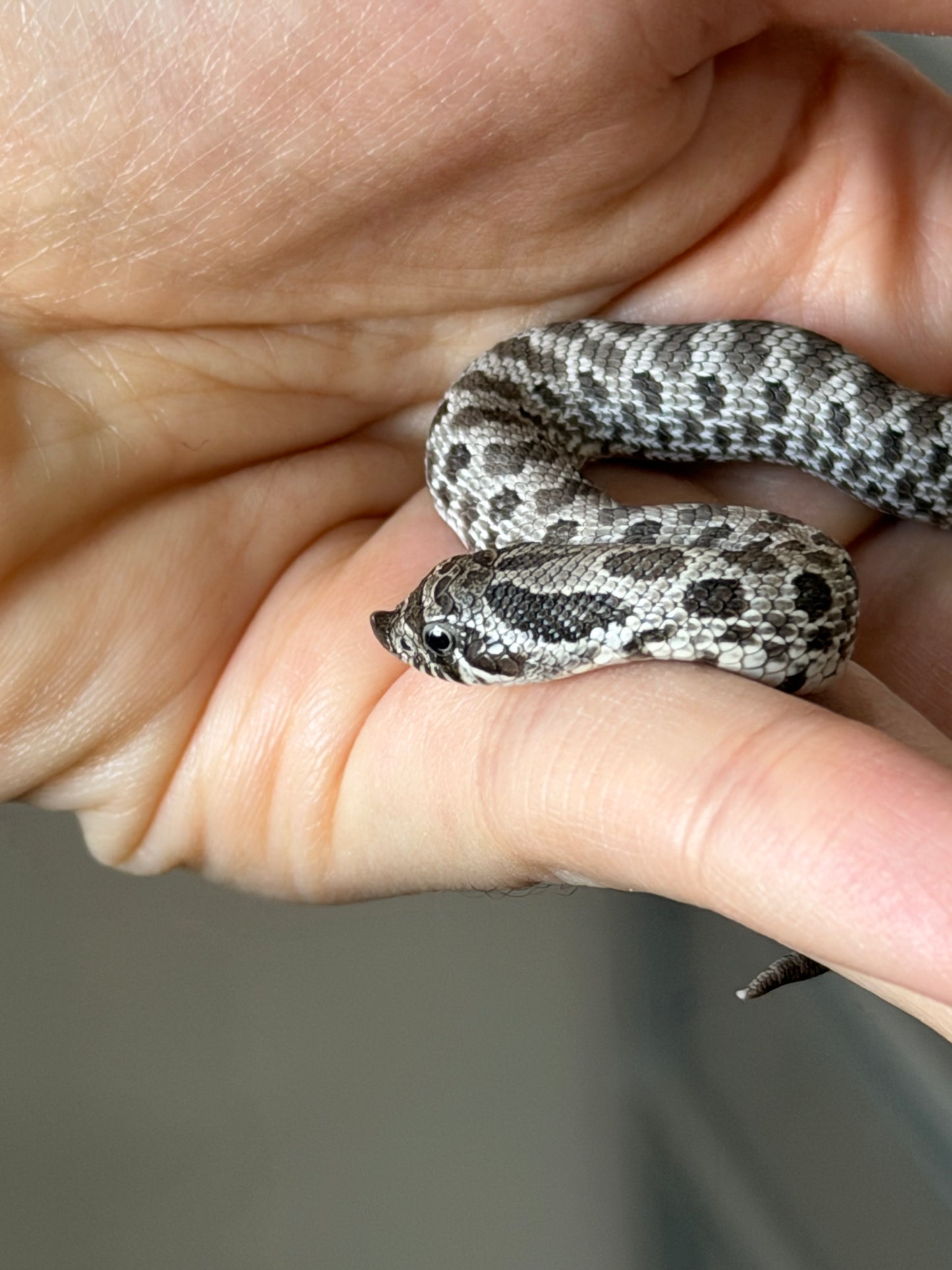 2025 缺黃Het幽靈 ♂ (H25499)