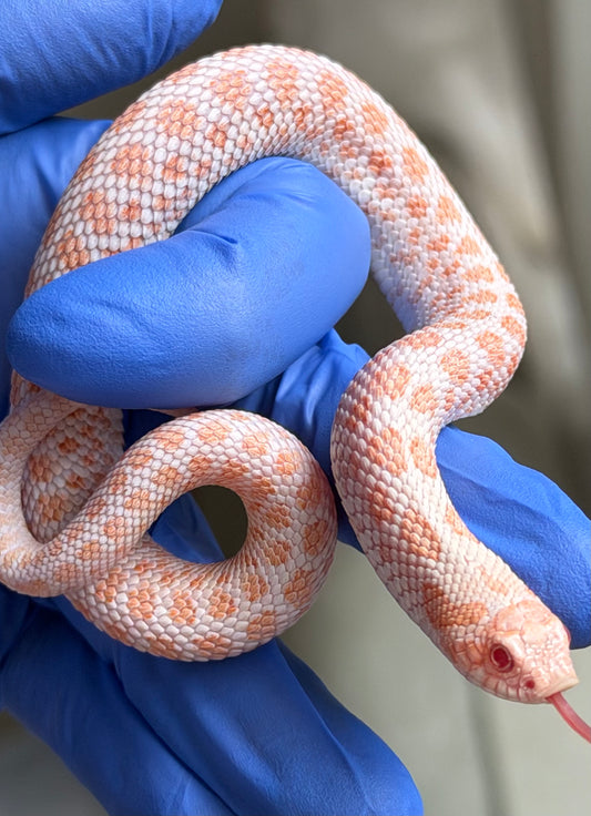 Albino Antarctic Het Swiss