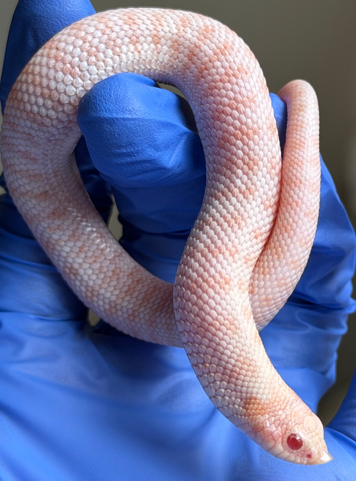 Albino Antarctic Cinnamon 50%ph Sable 50%ph Axanthic