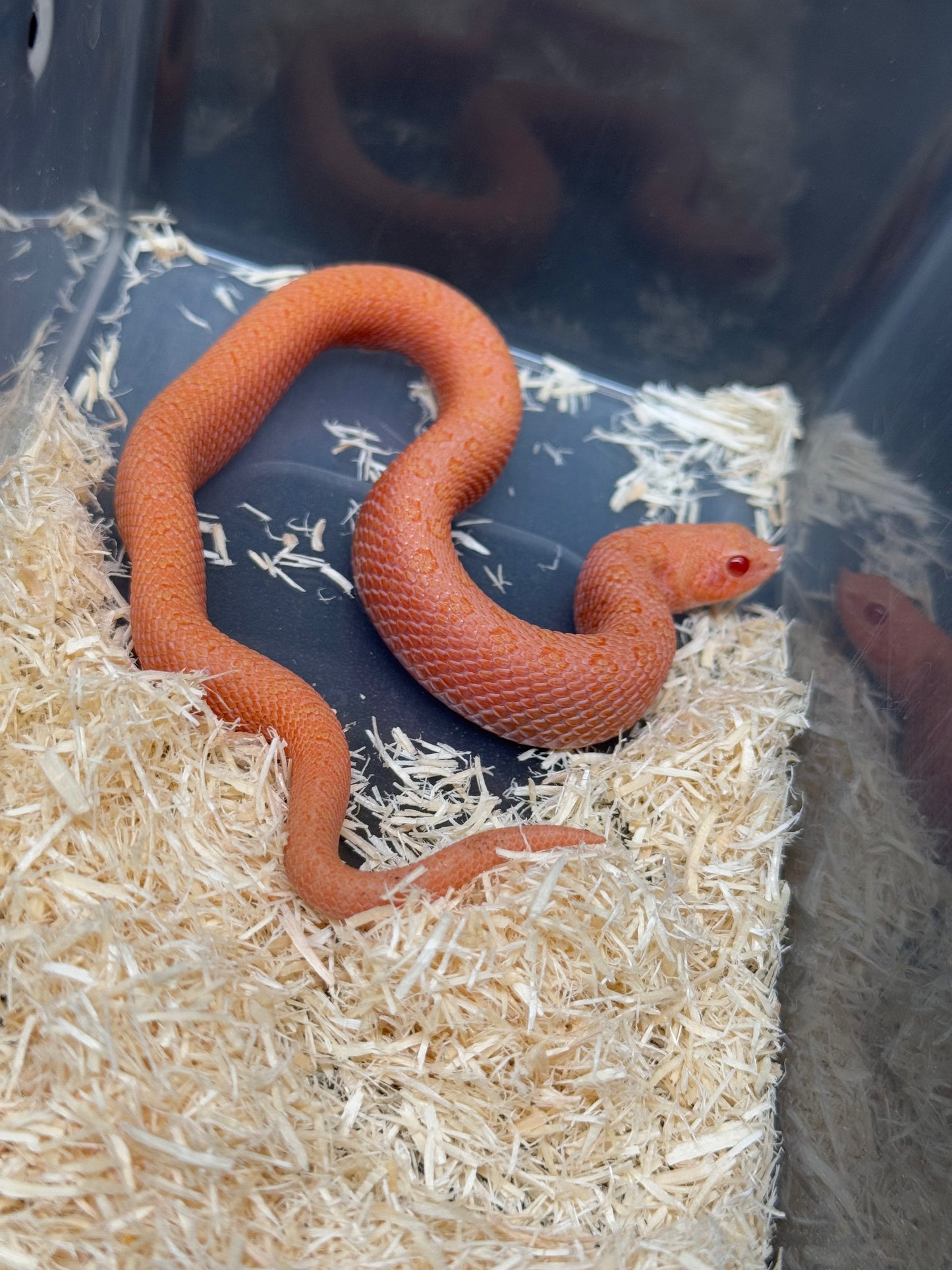 2025 北極太陽爆炸 ♂ (H25221)