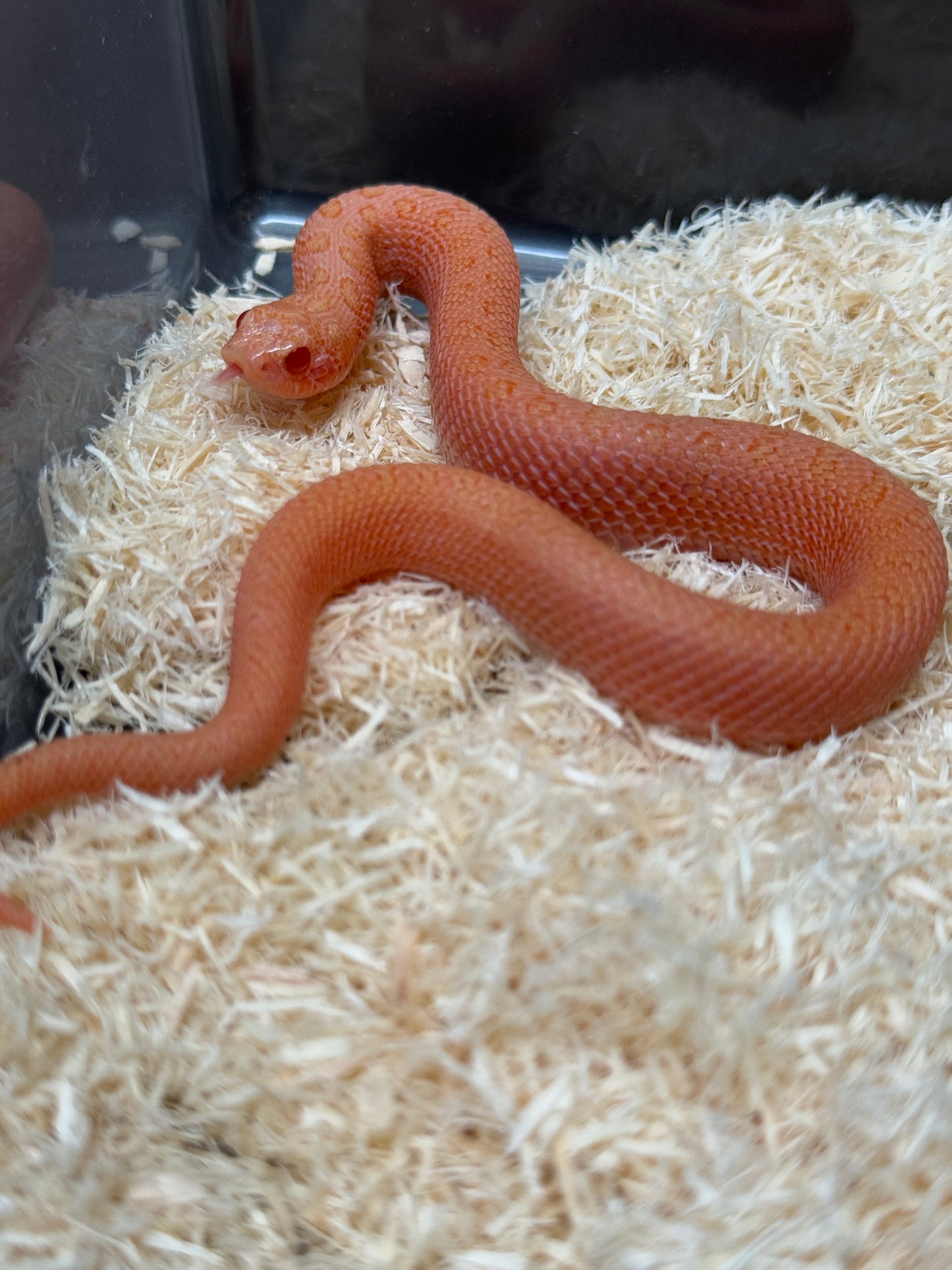 2025 北極太陽爆炸 ♂ (H25221)