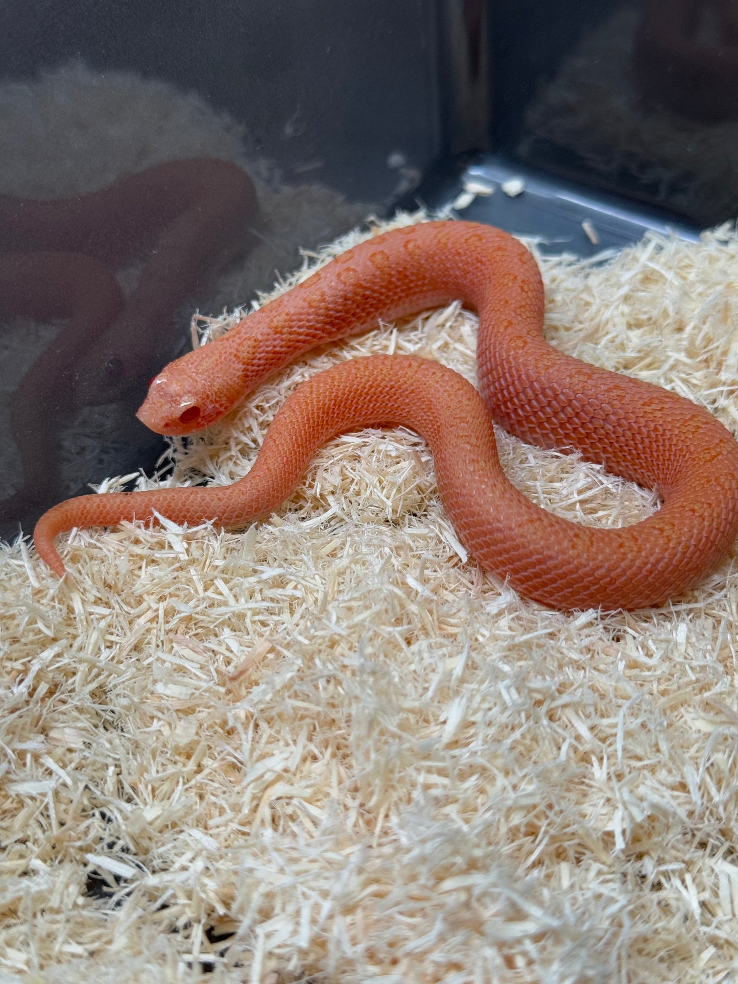 2025 北極太陽爆炸 ♂ (H25221)