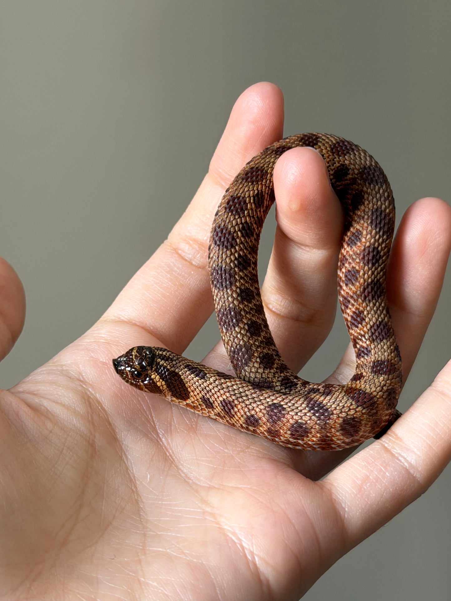 2025 瑞士巧克力康達,彩色爆風血系66%ph白化 ♂ (H25413)