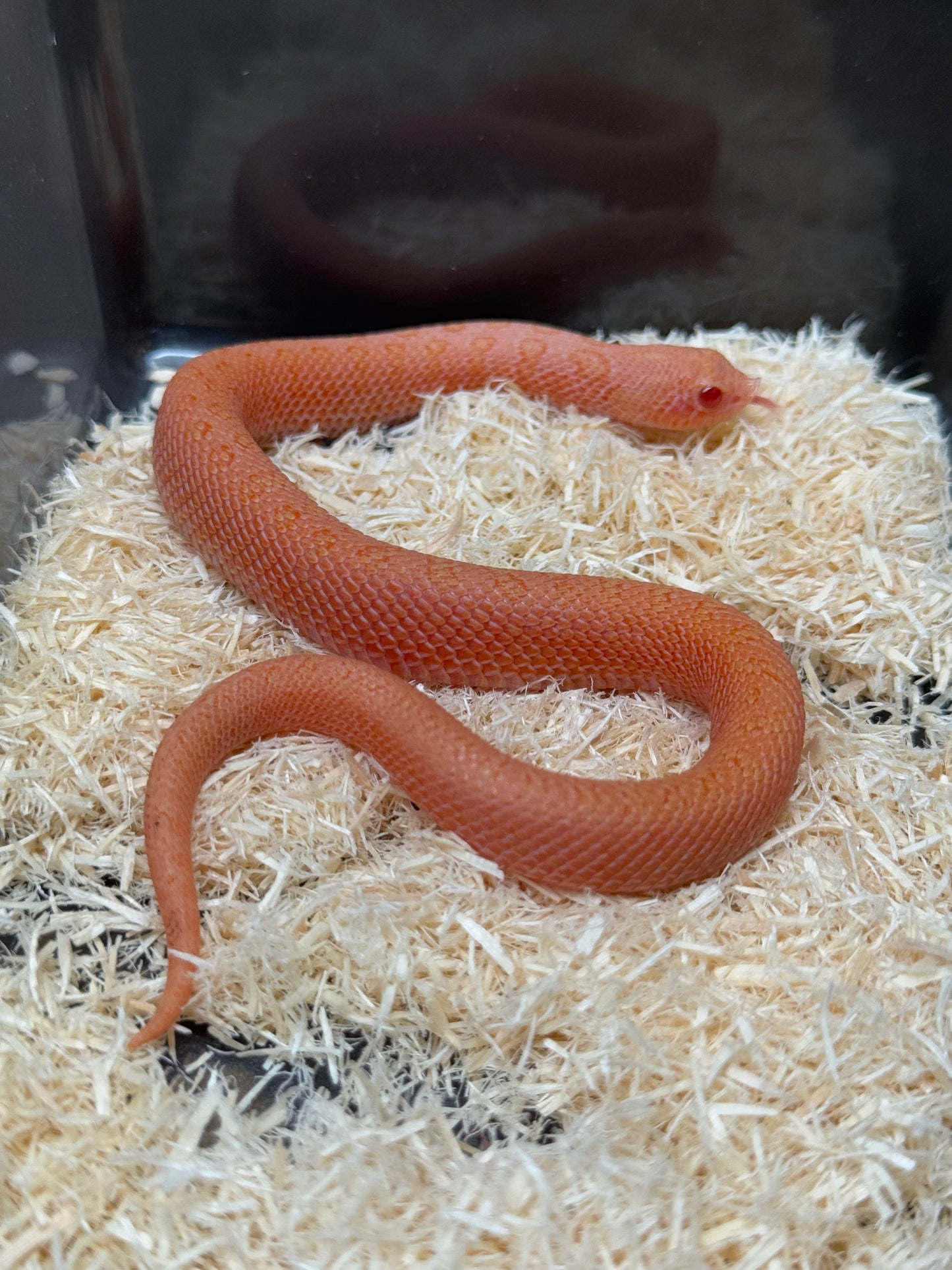 2025 北極太陽爆炸 ♂ (H25221)