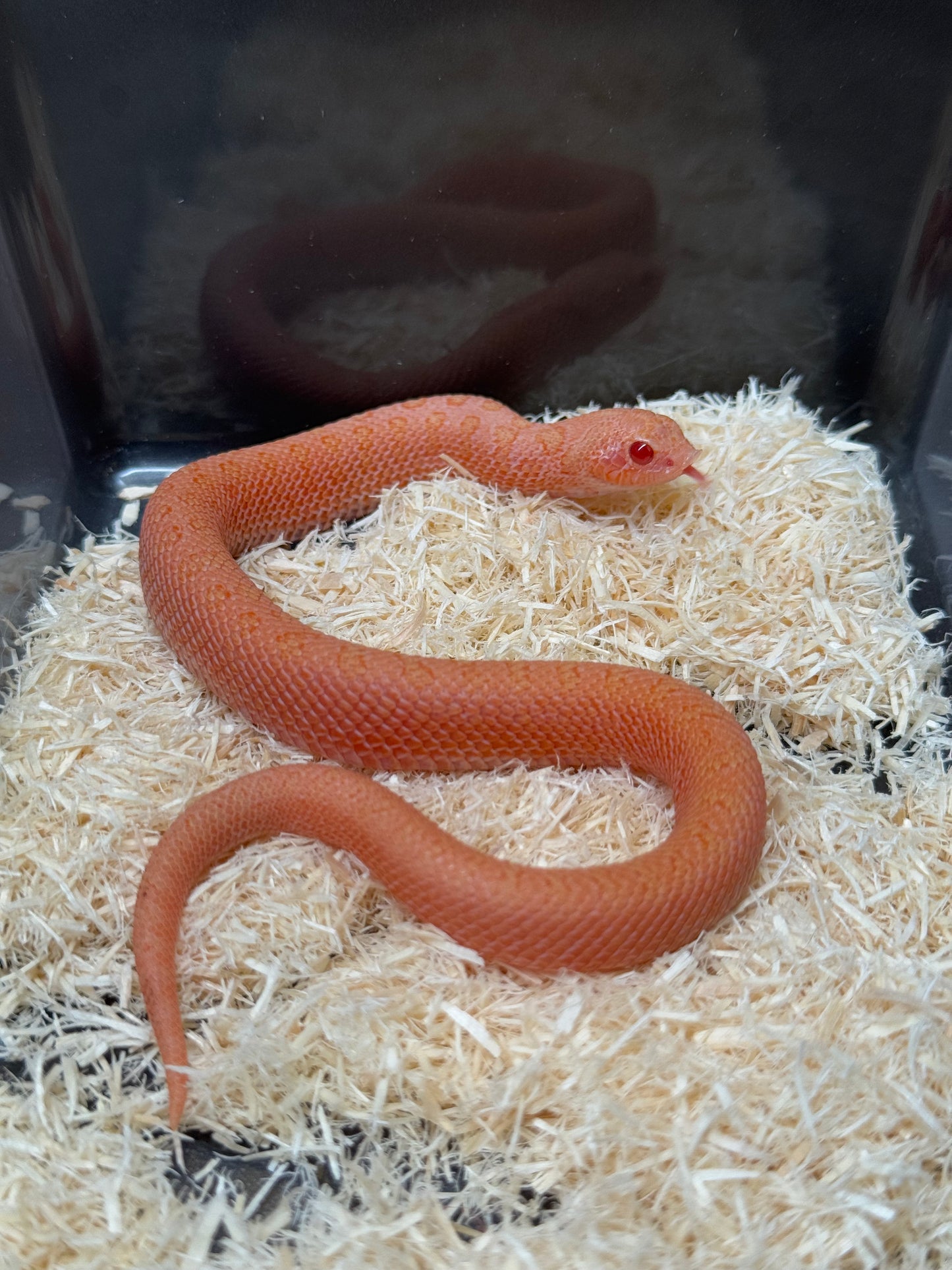 2025 北極太陽爆炸 ♂ (H25221)