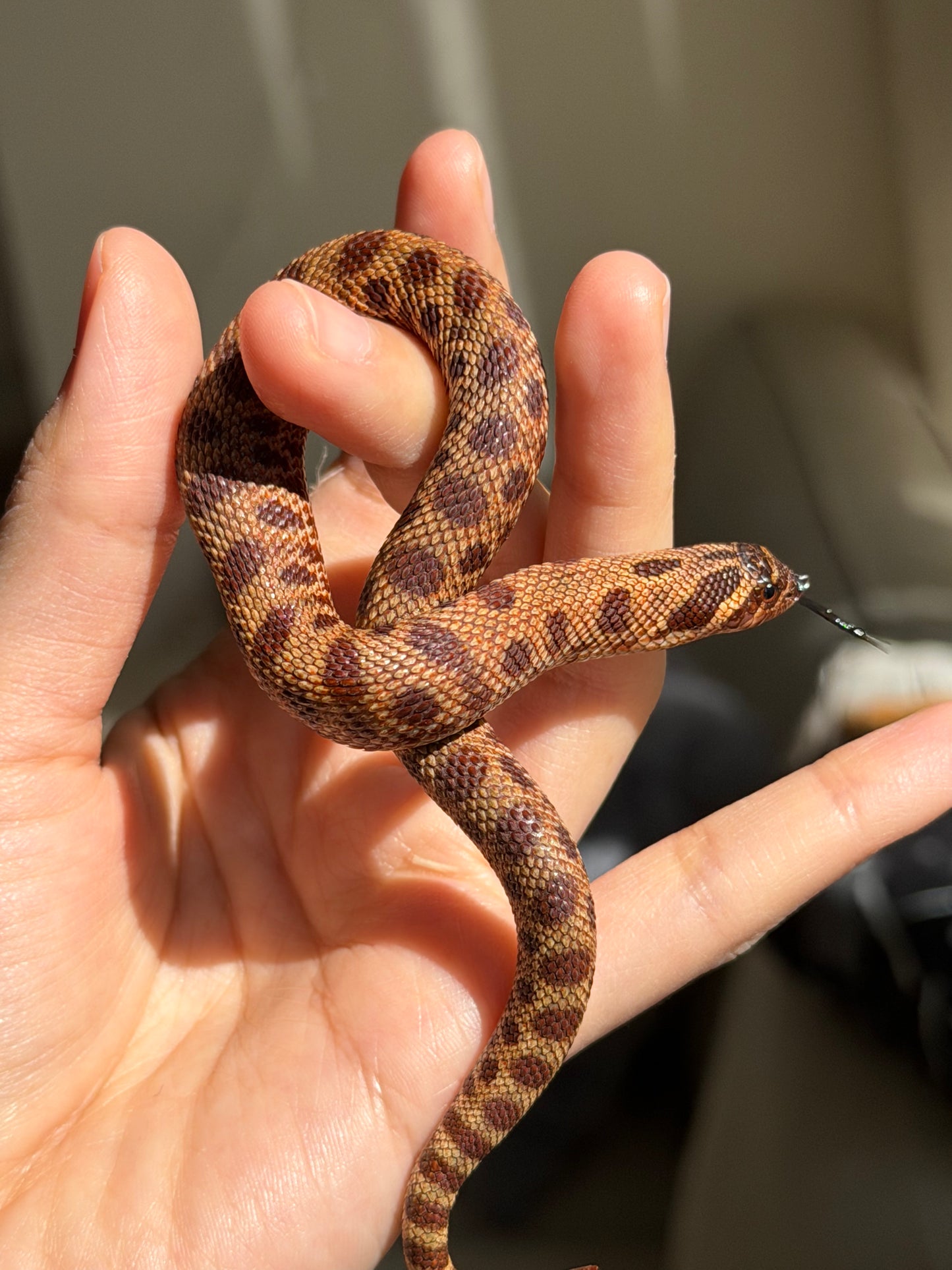 2025 瑞士巧克力康達,彩色爆風血系66%ph白化 ♂ (H25413)