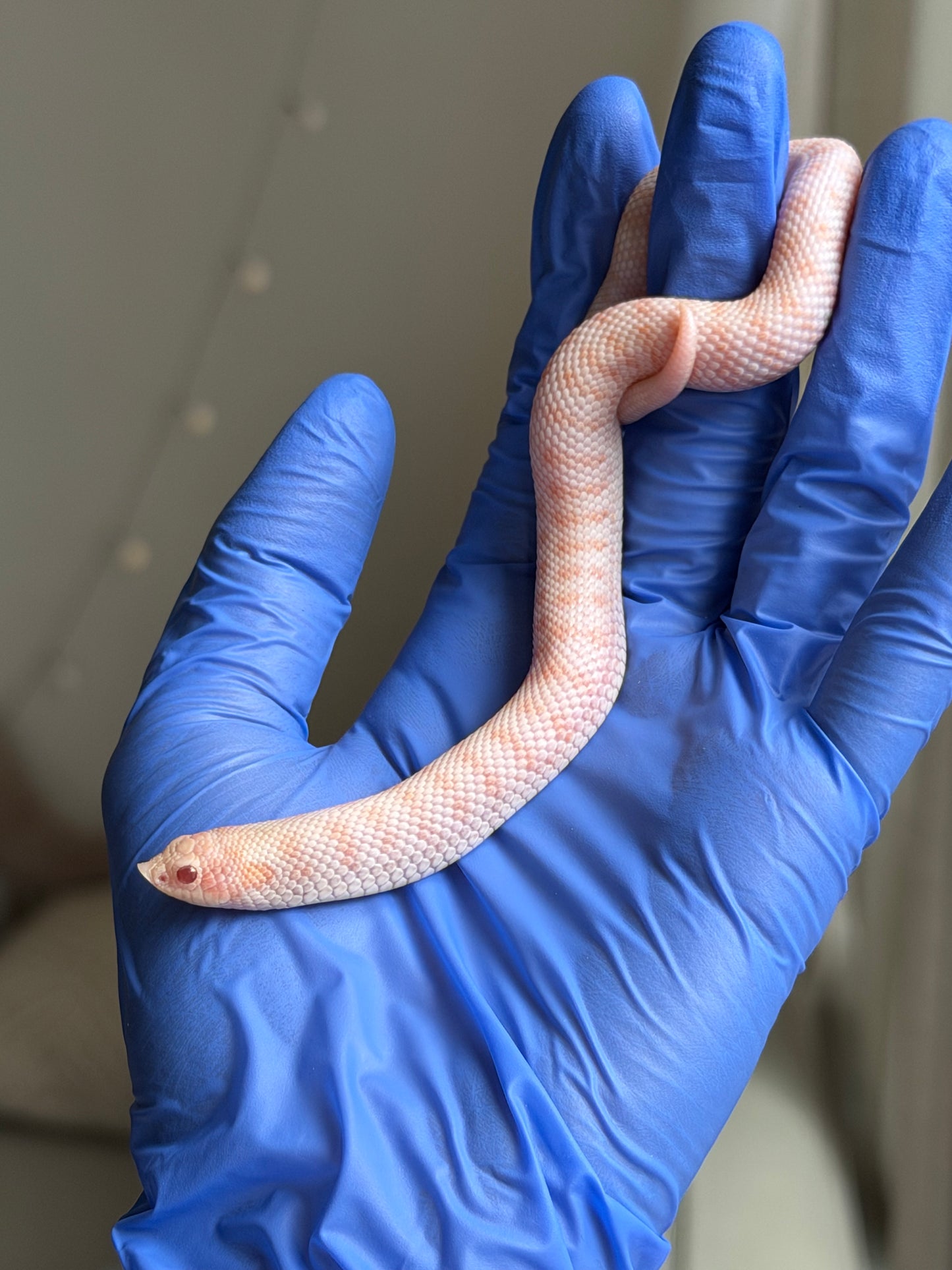 Albino Antarctic Cinnamon 50%ph Sable 50%ph Axanthic