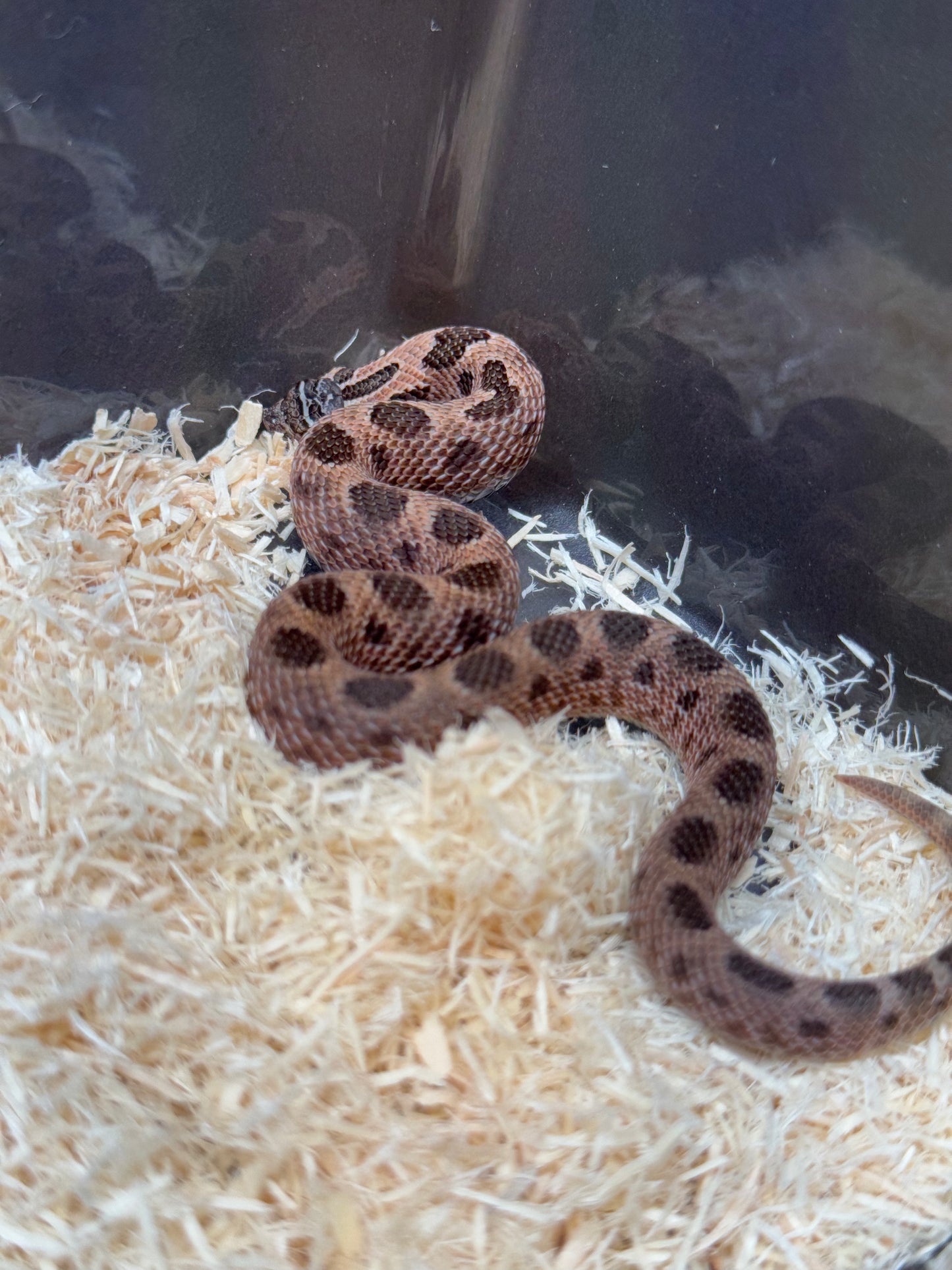 2025 北極紫貂康達66%ph白化 ♂ (H25140)