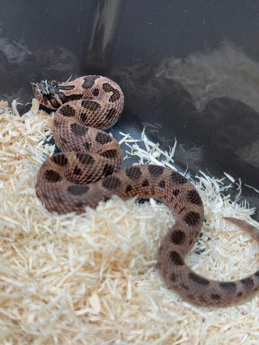 2025 北極紫貂康達66%ph白化 ♂ (H25140)