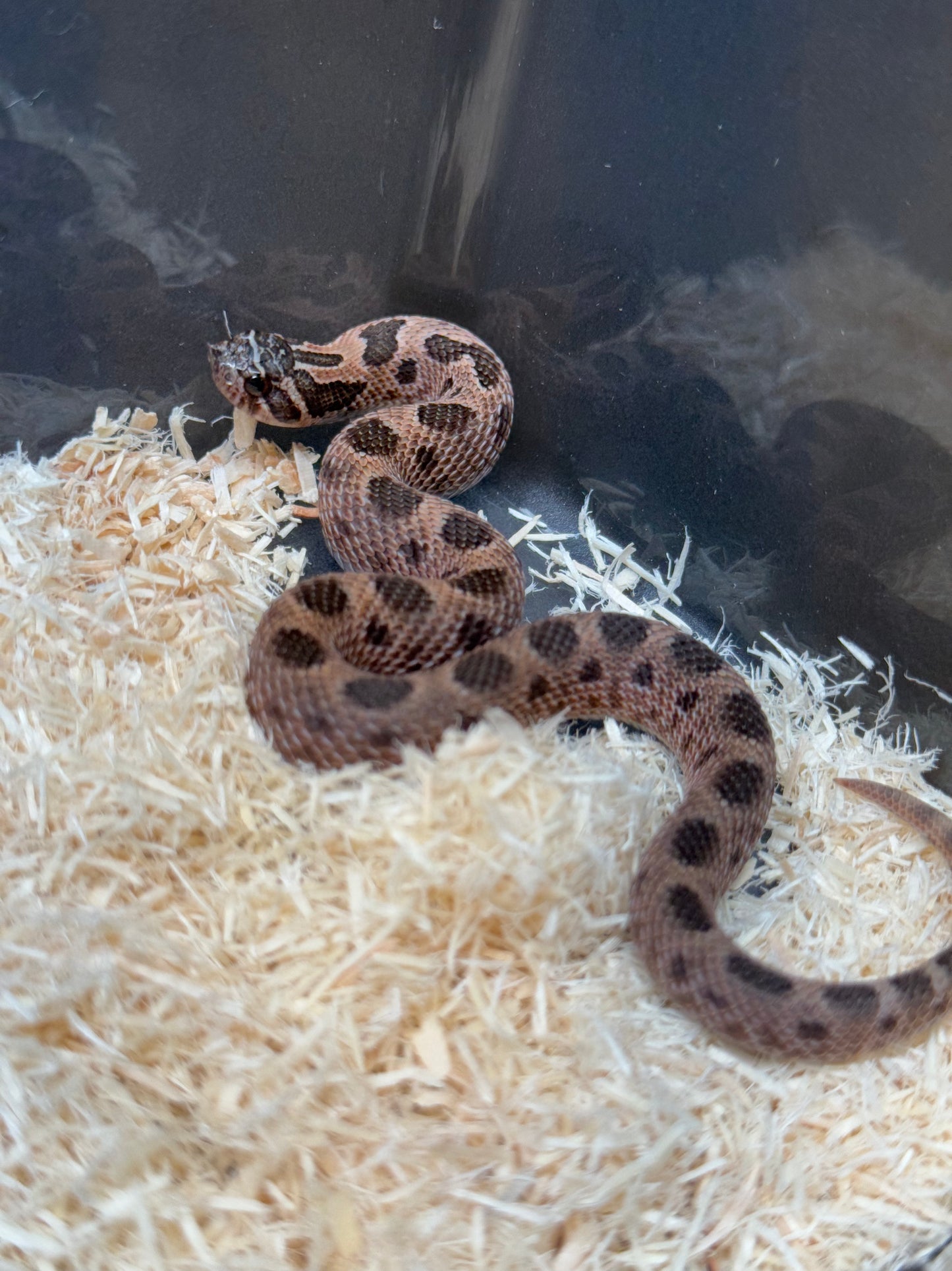 2025 北極紫貂康達66%ph白化 ♂ (H25140)