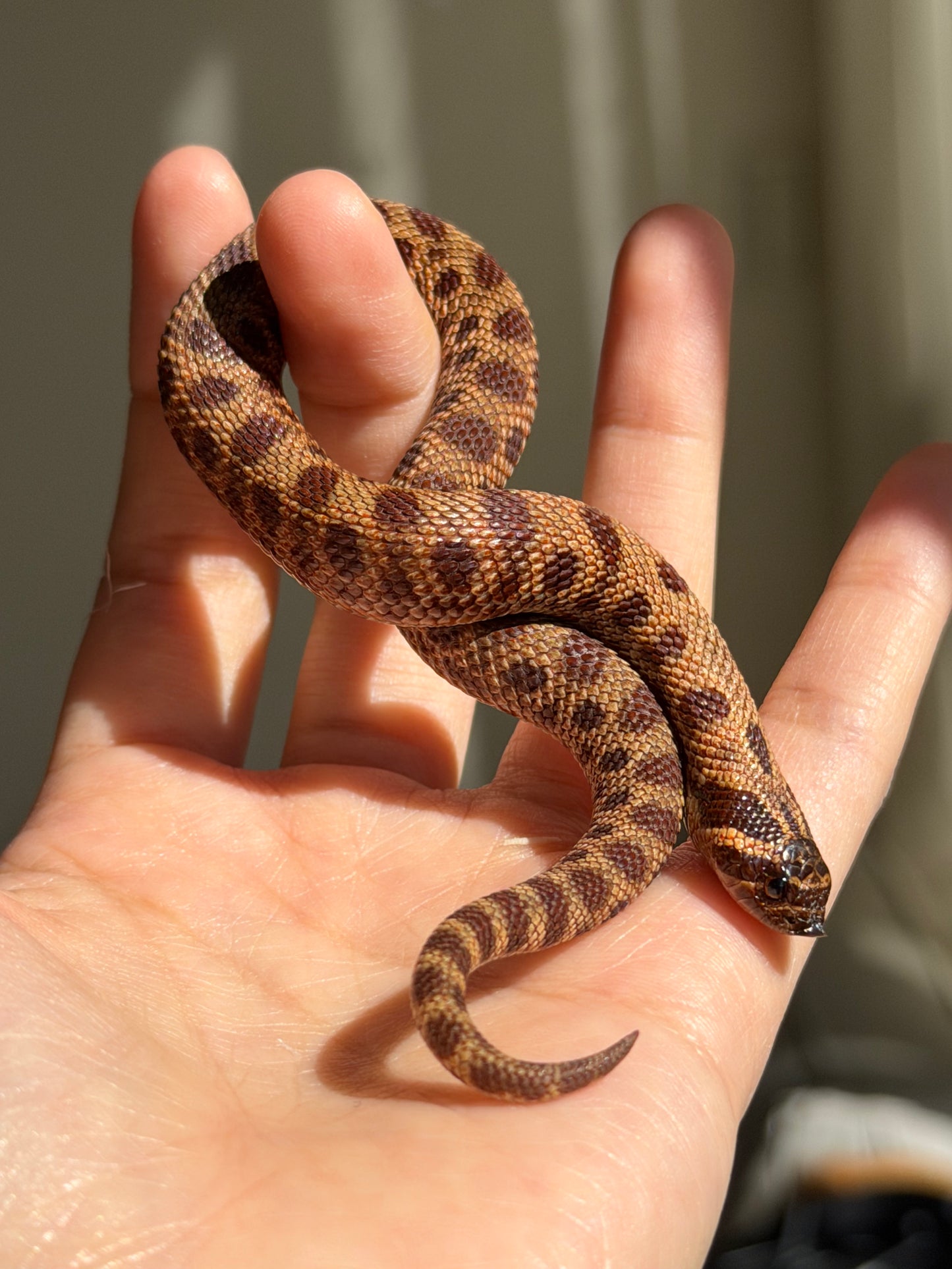 2025 瑞士巧克力康達,彩色爆風血系66%ph白化 ♂ (H25413)