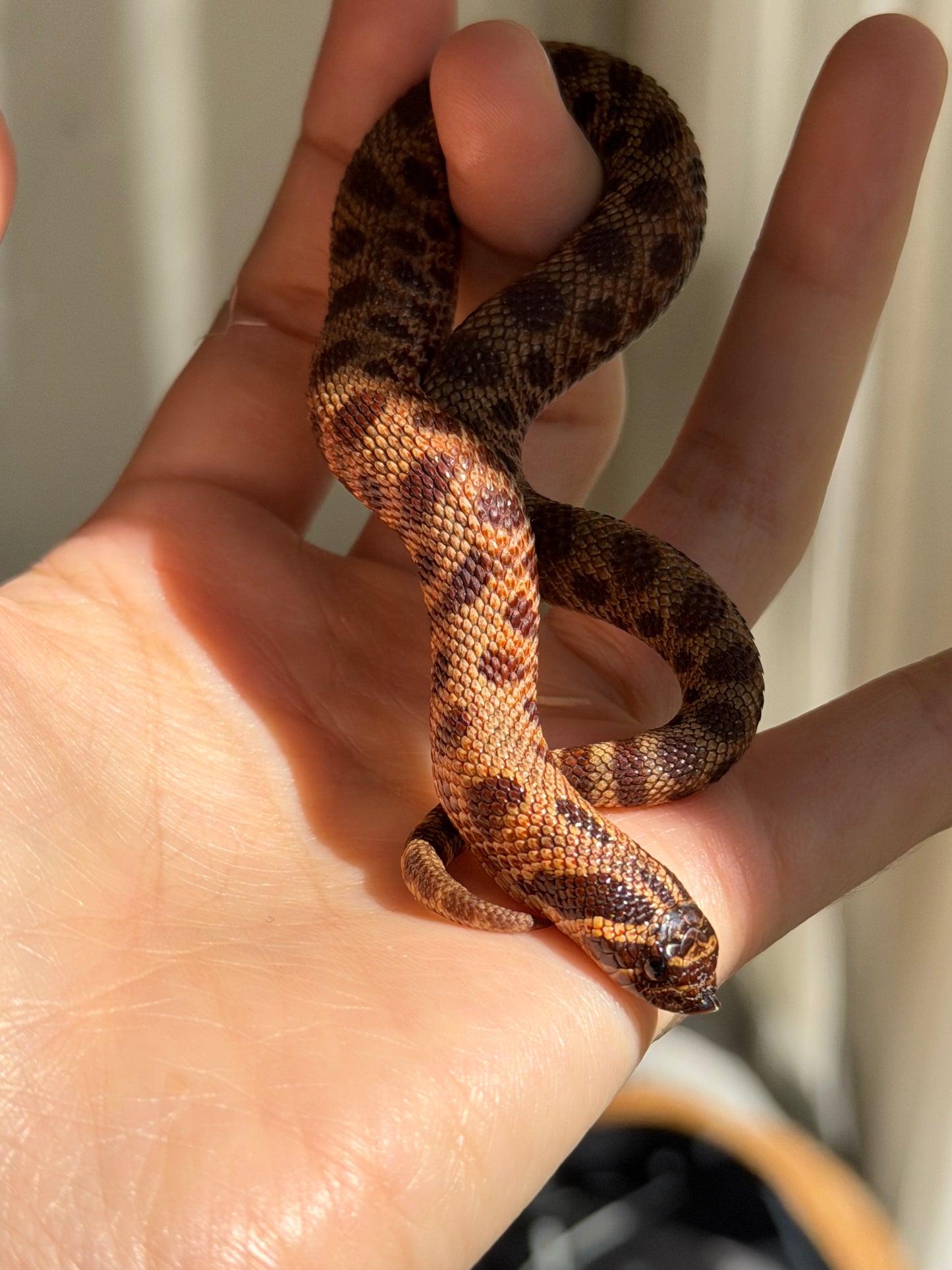 2025 瑞士巧克力康達,彩色爆風血系66%ph白化 ♂ (H25413)