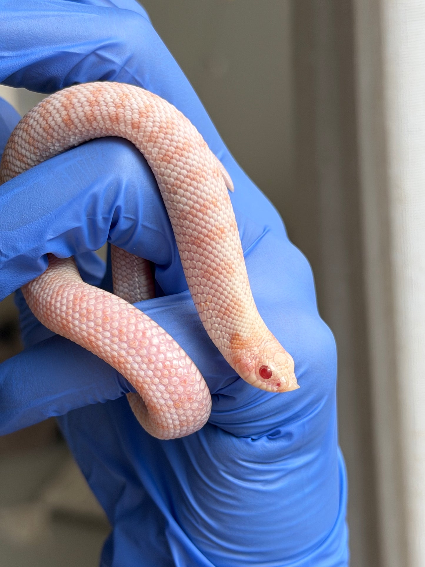 Albino Antarctic Cinnamon 50%ph Sable 50%ph Axanthic