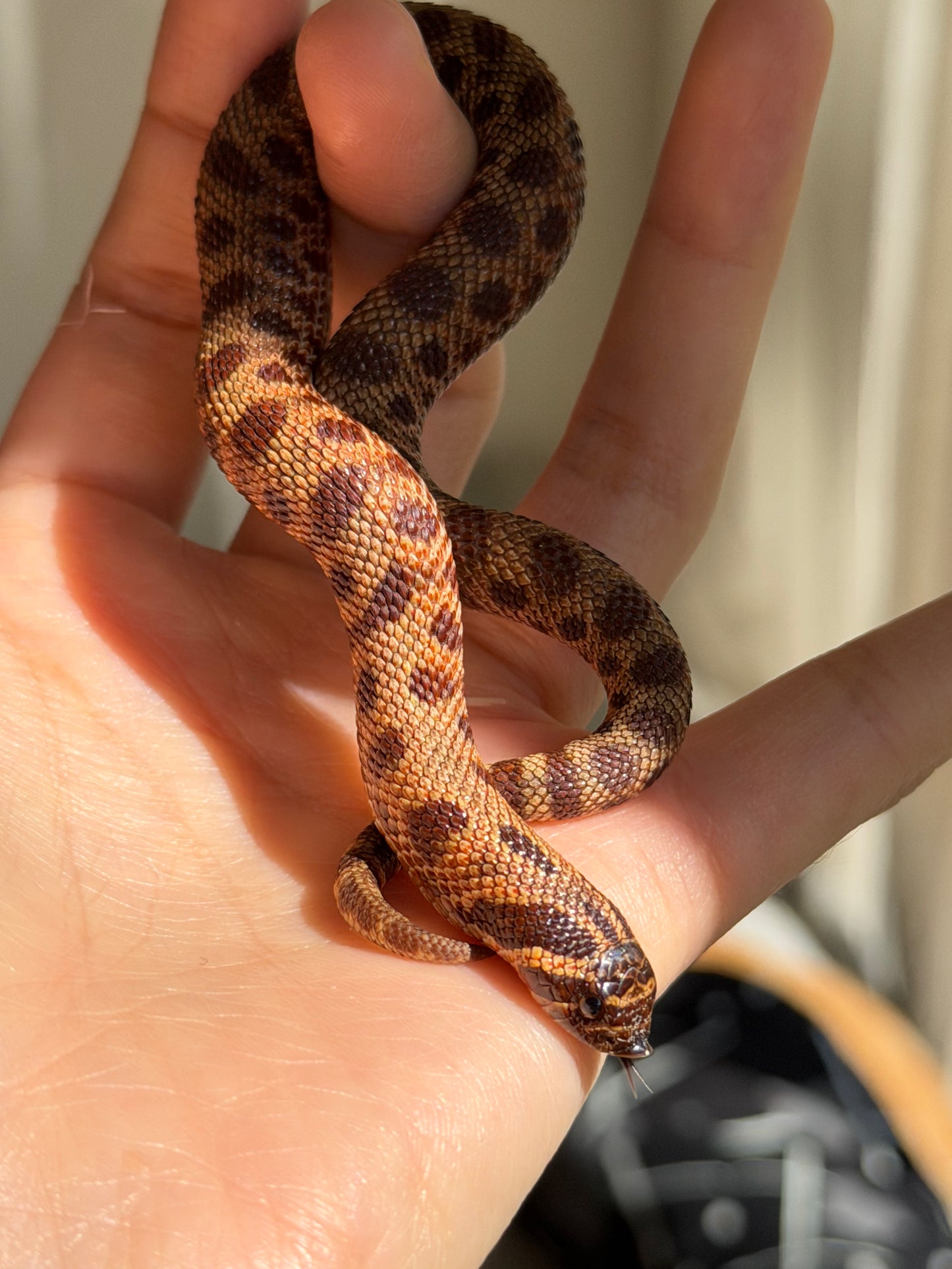 2025 瑞士巧克力康達,彩色爆風血系66%ph白化 ♂ (H25413)