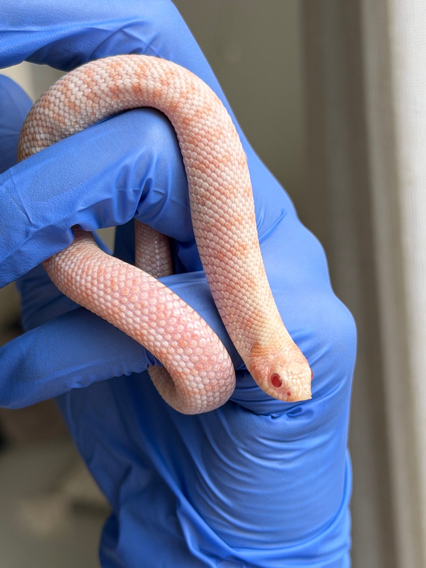 Albino Antarctic Cinnamon 50%ph Sable 50%ph Axanthic