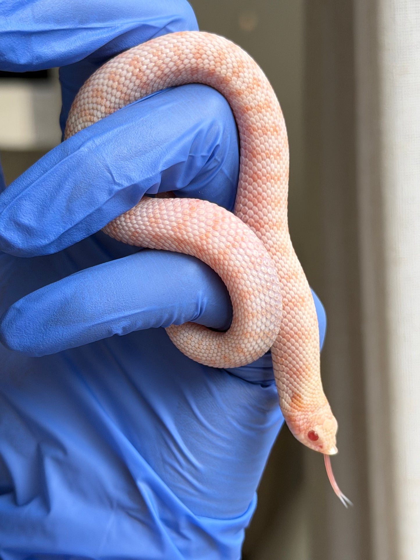 Albino Antarctic Cinnamon 50%ph Sable 50%ph Axanthic