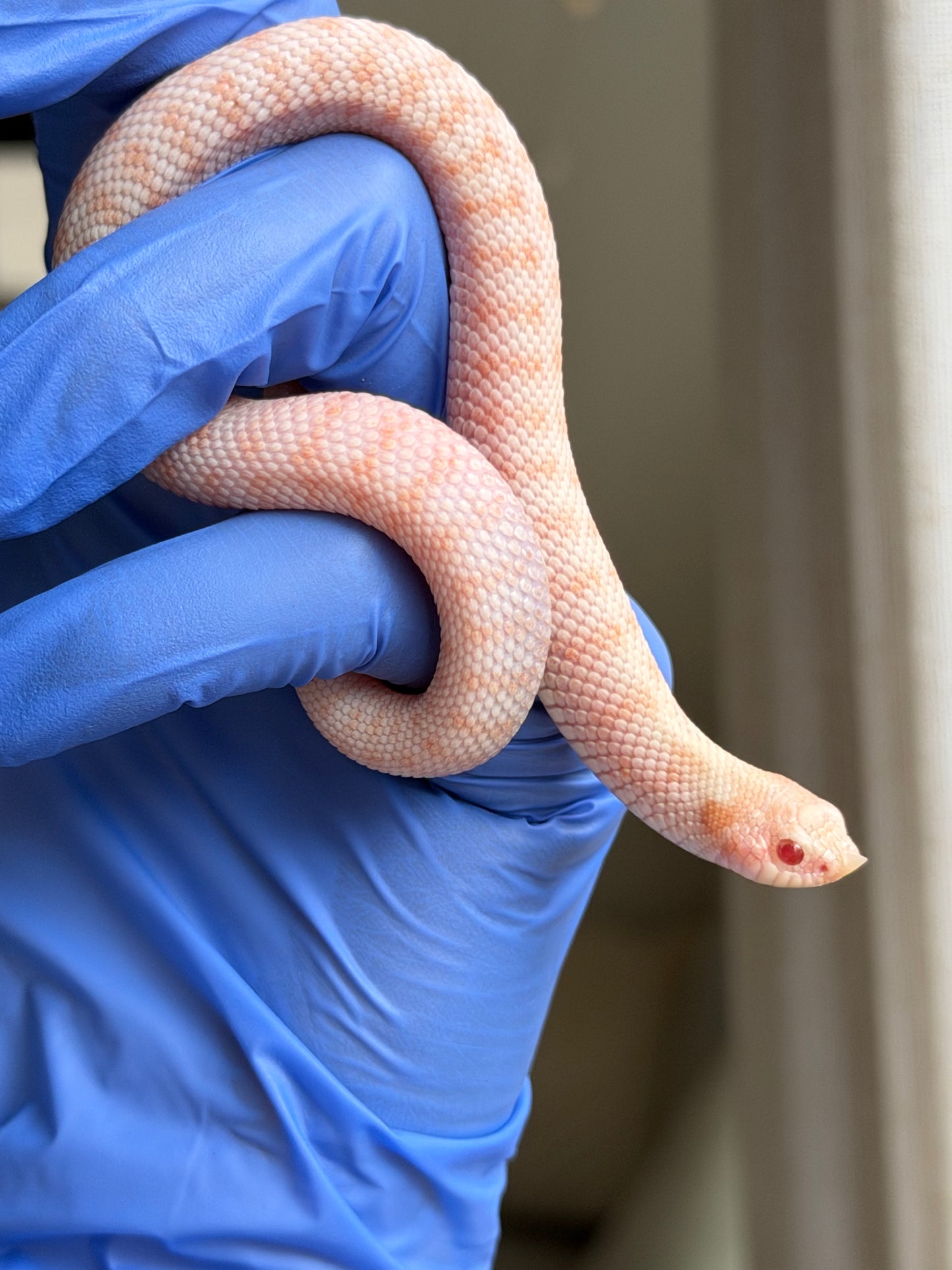 Albino Antarctic Cinnamon 50%ph Sable 50%ph Axanthic