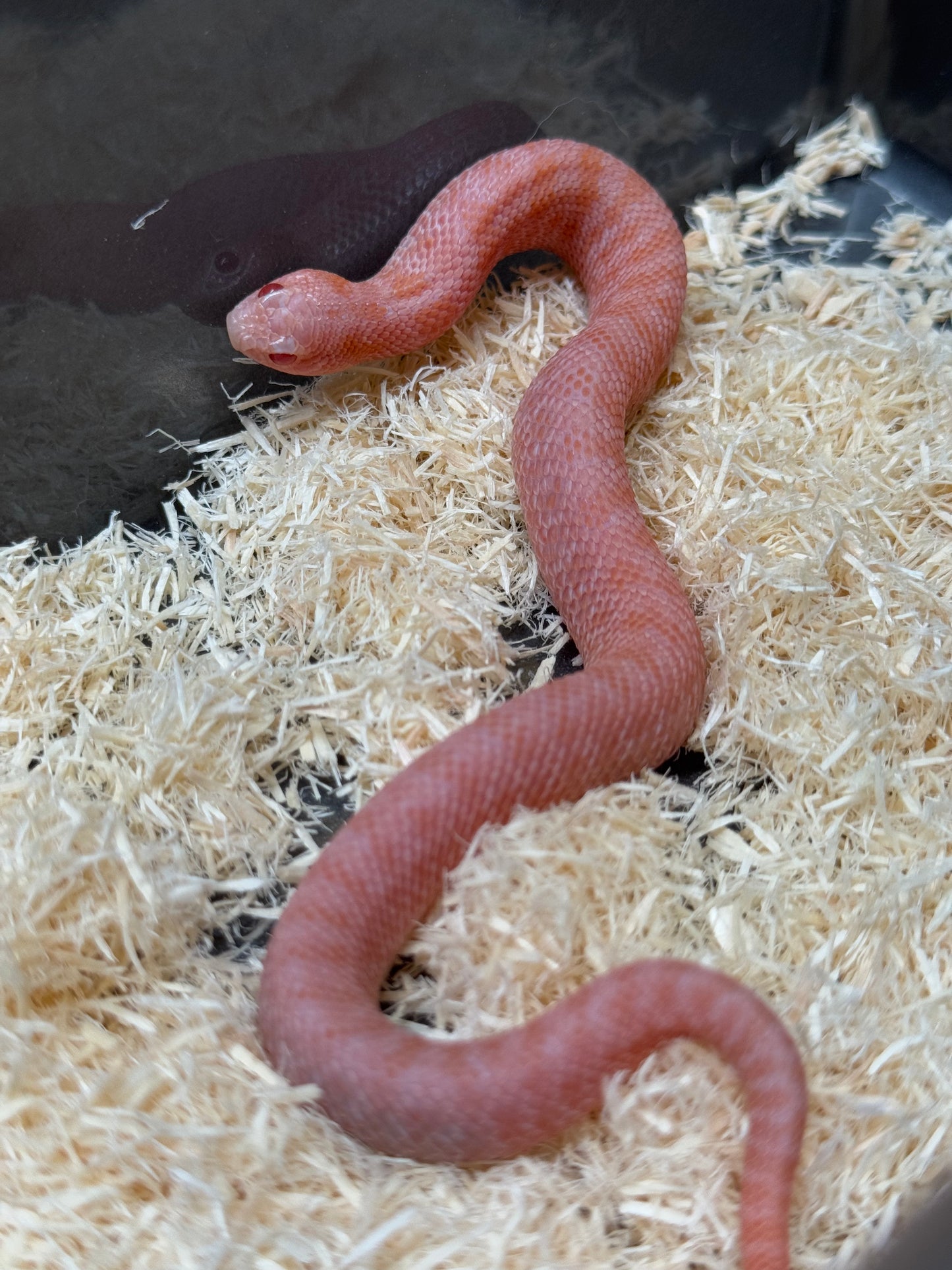 2025 超級北極太陽爆炸 ♂ (H25230)