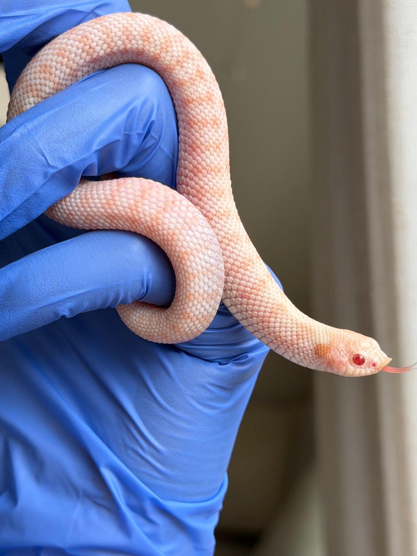 Albino Antarctic Cinnamon 50%ph Sable 50%ph Axanthic