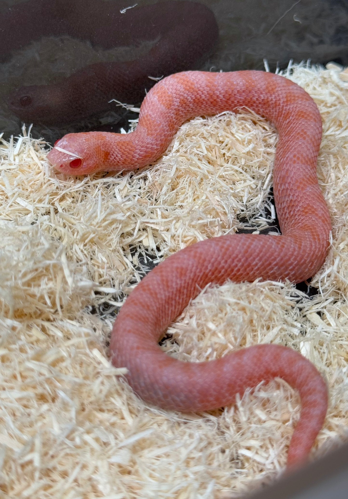 2025 超級北極太陽爆炸 ♂ (H25230)