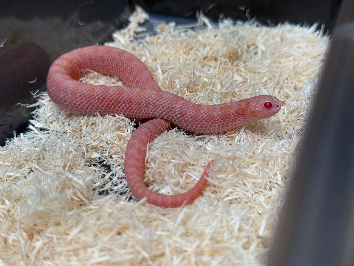 2025 超級北極太陽爆炸 ♂ (H25230)