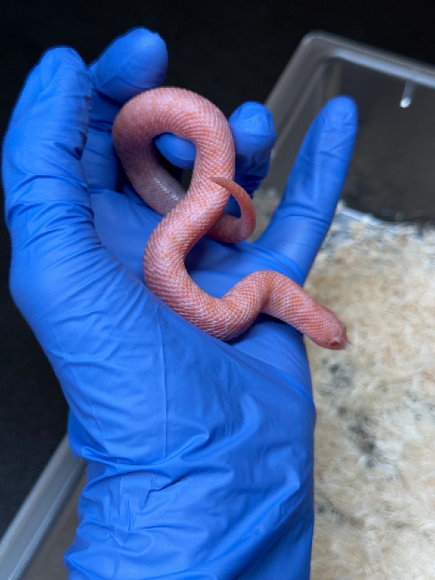 2025 超級北極太陽爆炸 ♂ (H25230)