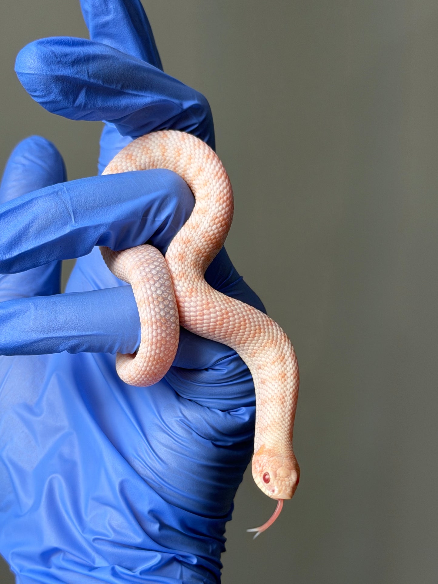 Albino Antarctic Cinnamon 50%ph Sable 50%ph Axanthic