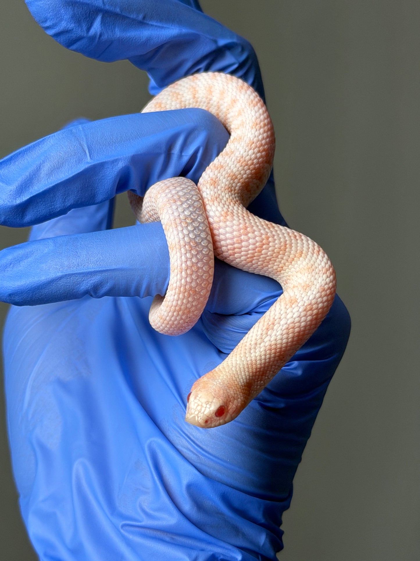 Albino Antarctic Cinnamon 50%ph Sable 50%ph Axanthic