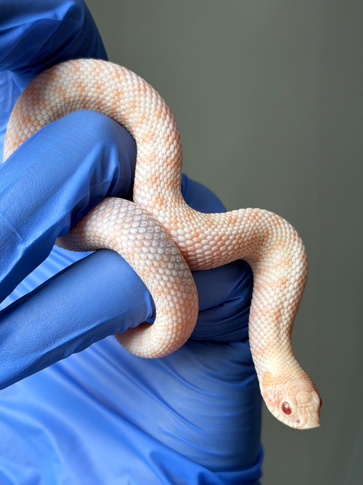 Albino Antarctic Cinnamon 50%ph Sable 50%ph Axanthic