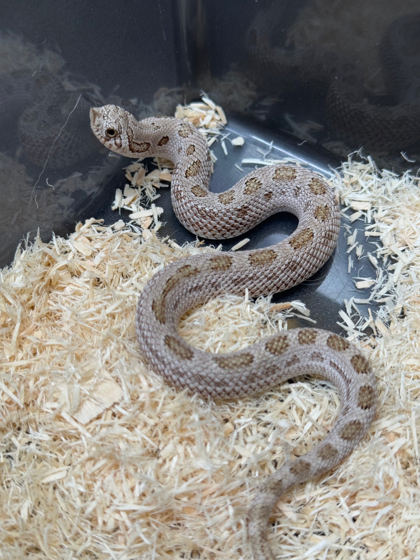 2025 北極康達鬼臉50%ph薰衣草 ♂ (H25317)