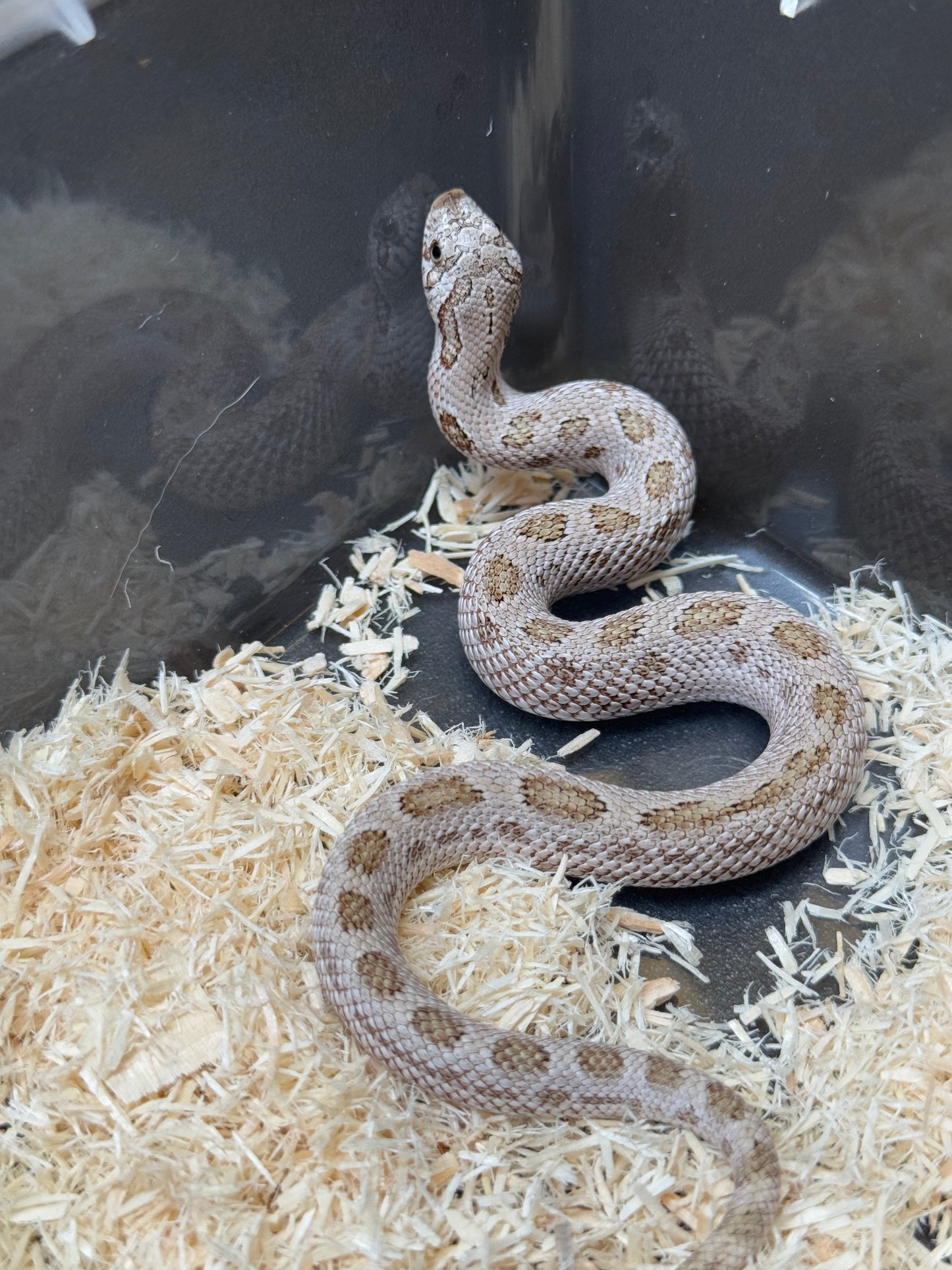 2025 北極康達鬼臉50%ph薰衣草 ♂ (H25317)