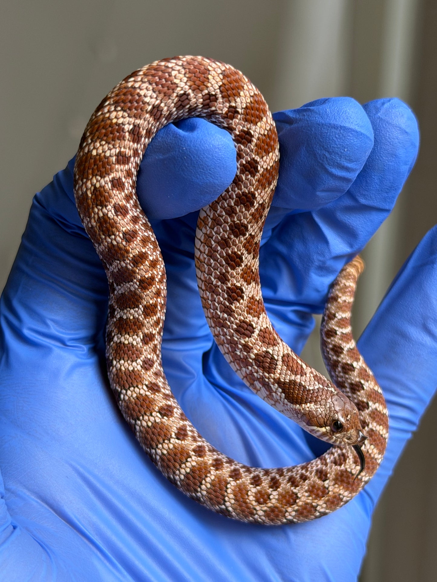 Cinnamon Het Albino 50%ph Sable 50%ph Axanthic