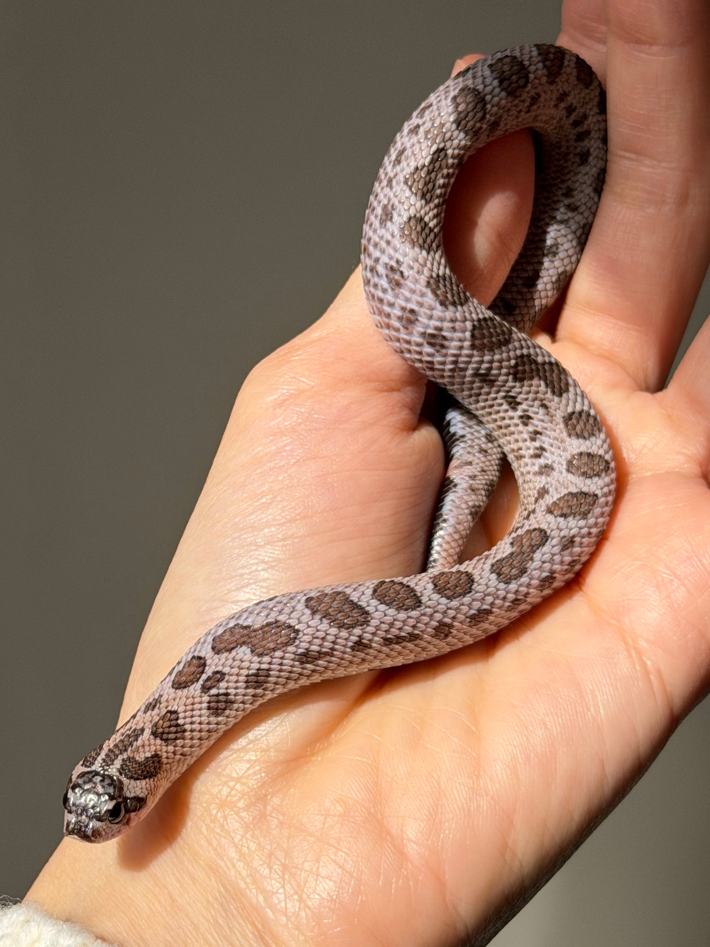 2025 超級北極紫貂康達Het白化 ♀ (H25363)