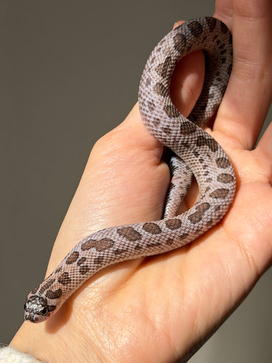 2025 超級北極紫貂康達Het白化 ♀ (H25363)