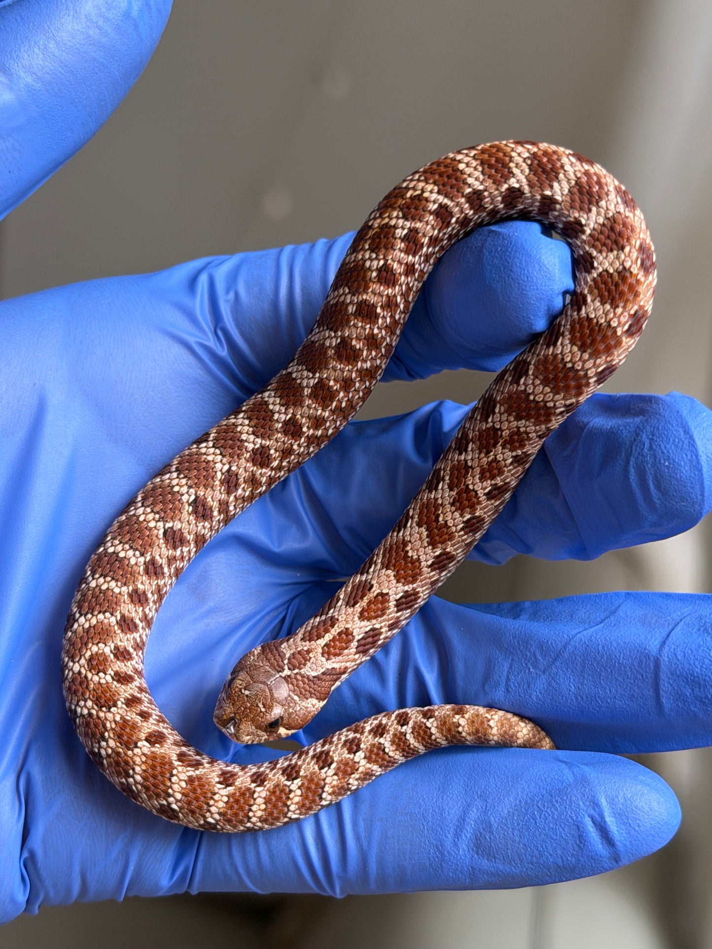 Cinnamon Het Albino 50%ph Sable 50%ph Axanthic