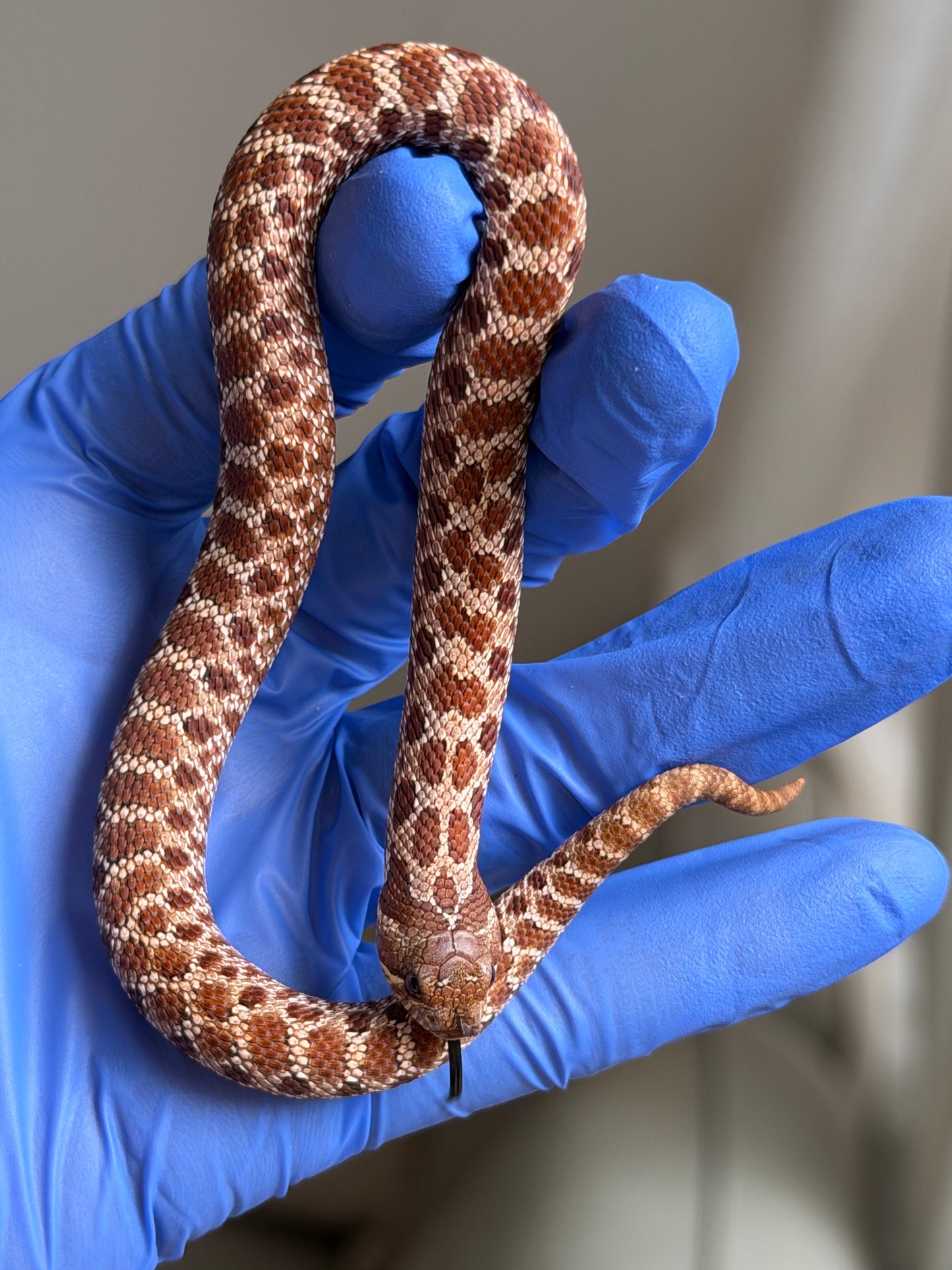 Cinnamon Het Albino 50%ph Sable 50%ph Axanthic