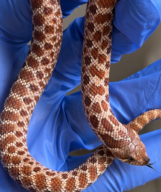 Cinnamon Het Albino 50%ph Sable 50%ph Axanthic