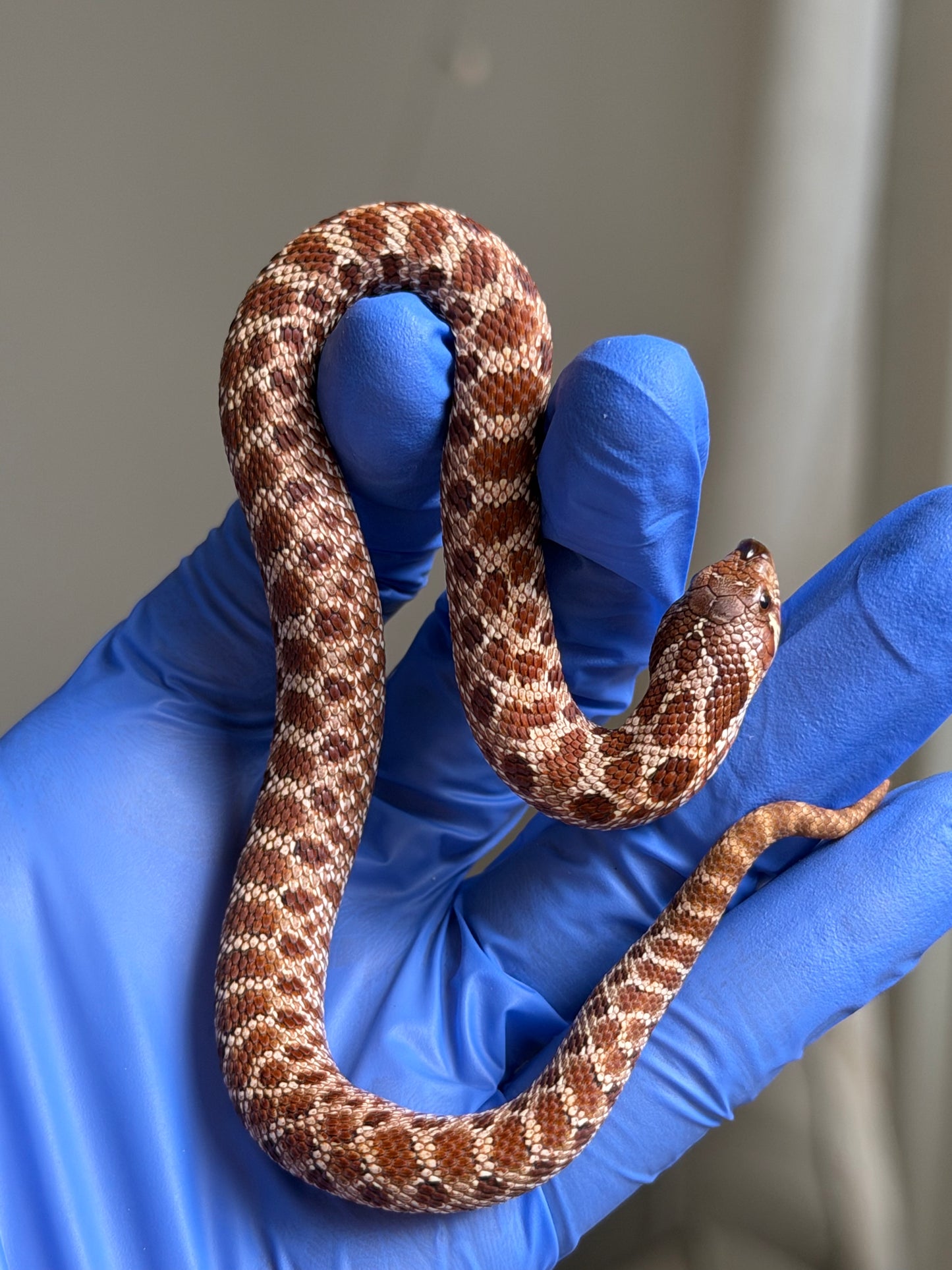 Cinnamon Het Albino 50%ph Sable 50%ph Axanthic