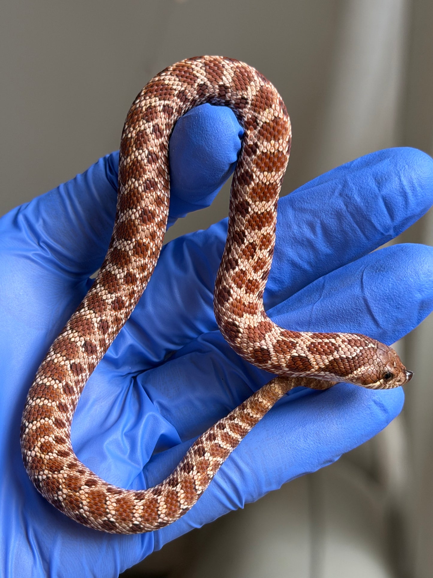Cinnamon Het Albino 50%ph Sable 50%ph Axanthic