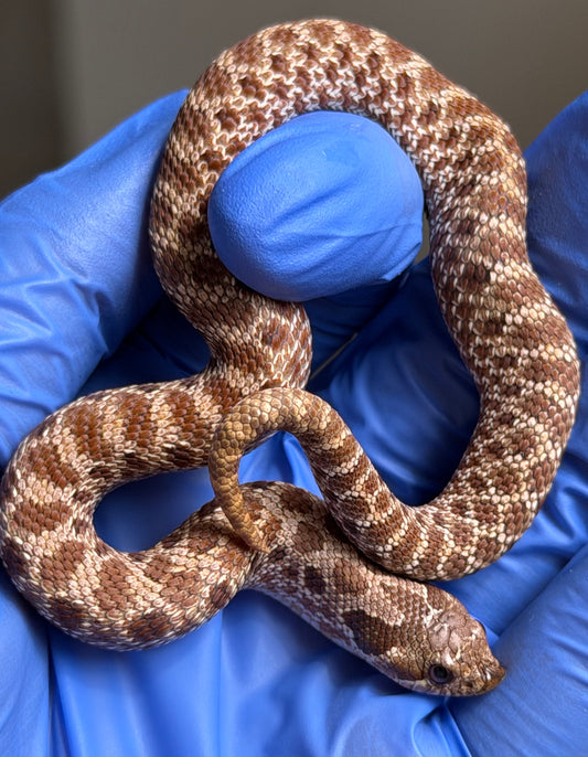 Pos Cinnamon Het Albino 50%ph Sable 50%ph Axanthic